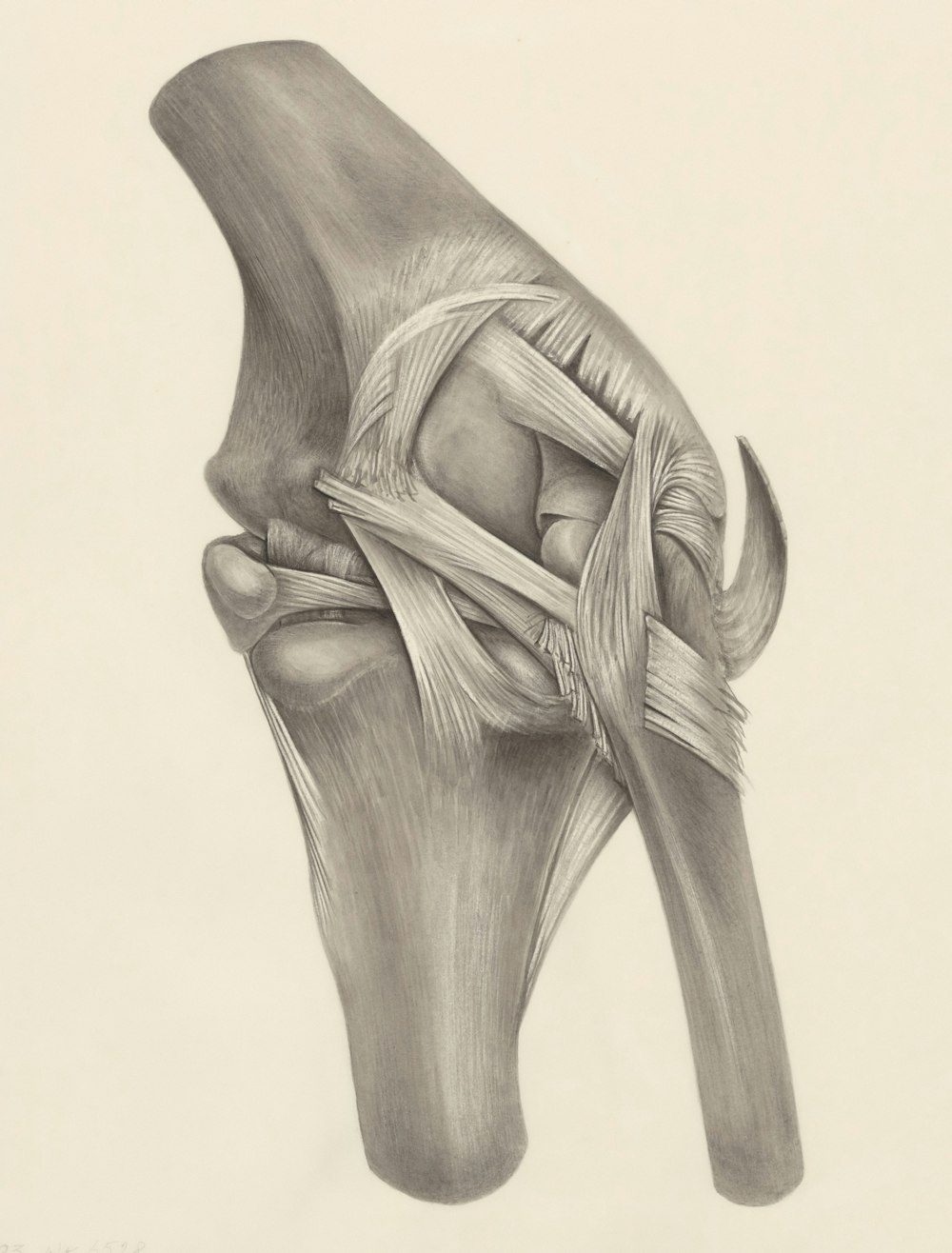 a pencil drawing of a knee joint