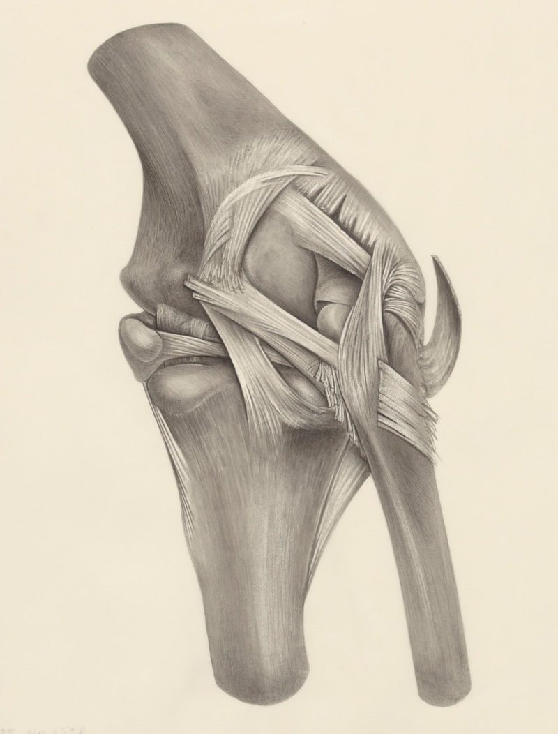 Anatomical illustration of a knee joint showing the ligaments targeted by heel hook submissions