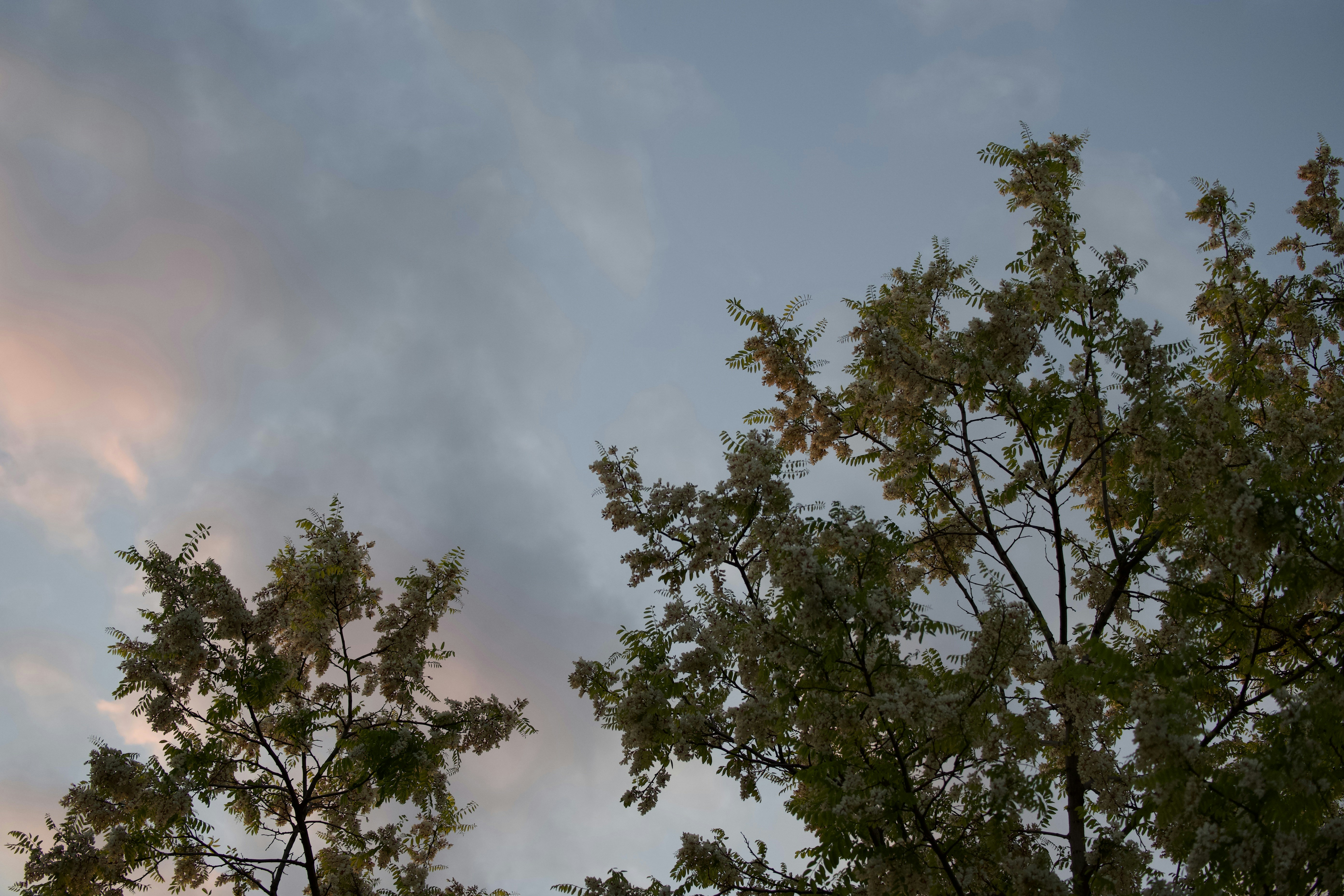 some trees and a sky with clouds in the background