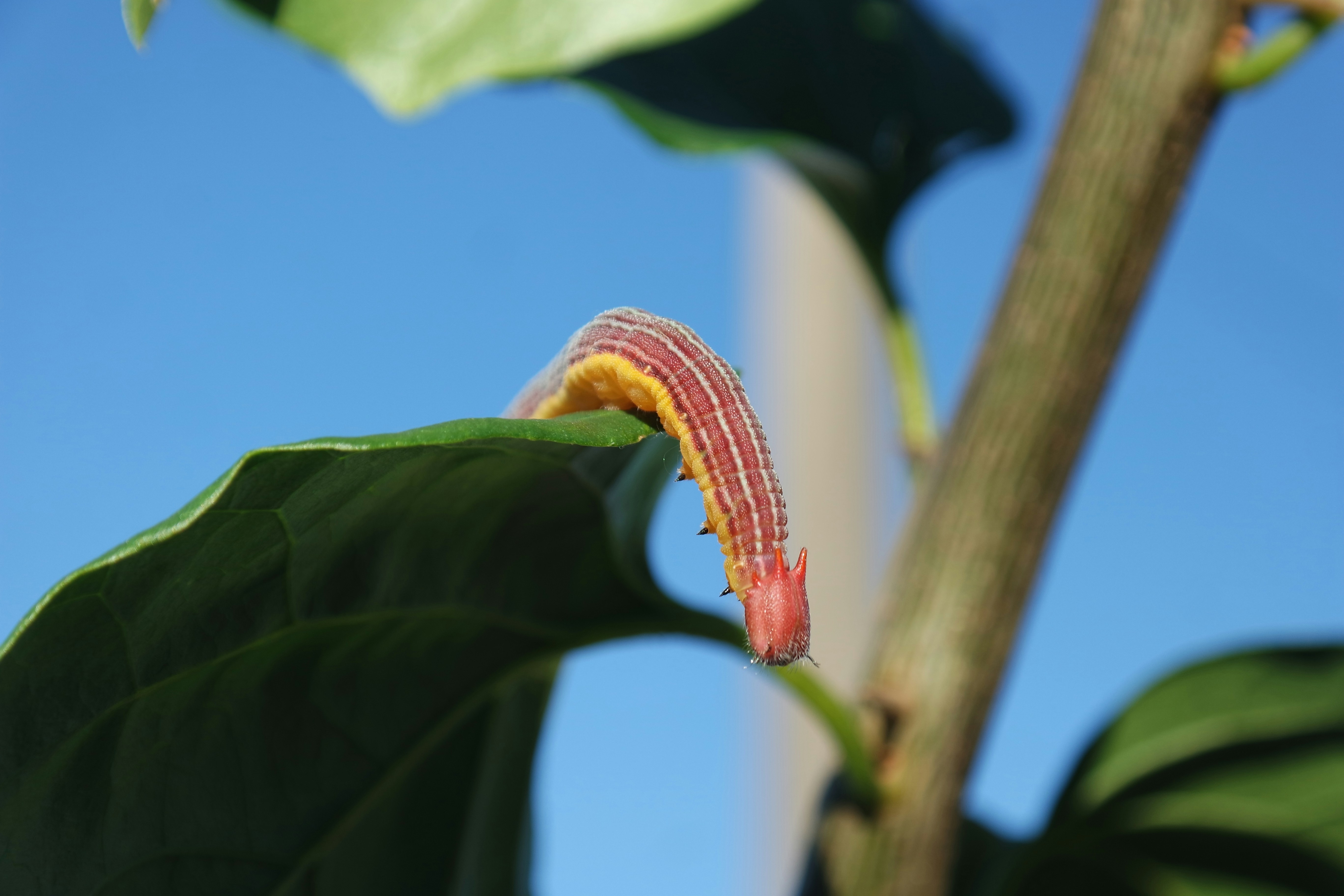 a red and yellow caterpillar on a green leaf
