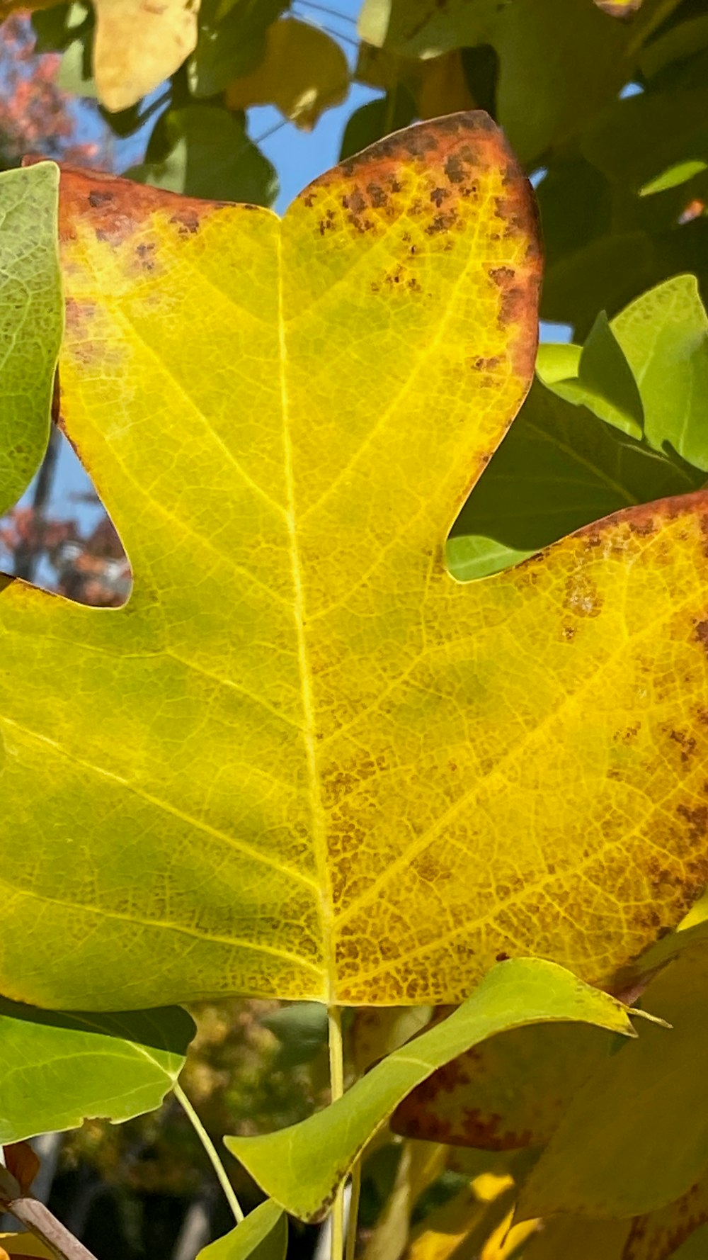 a yellow leaf with brown spots on it