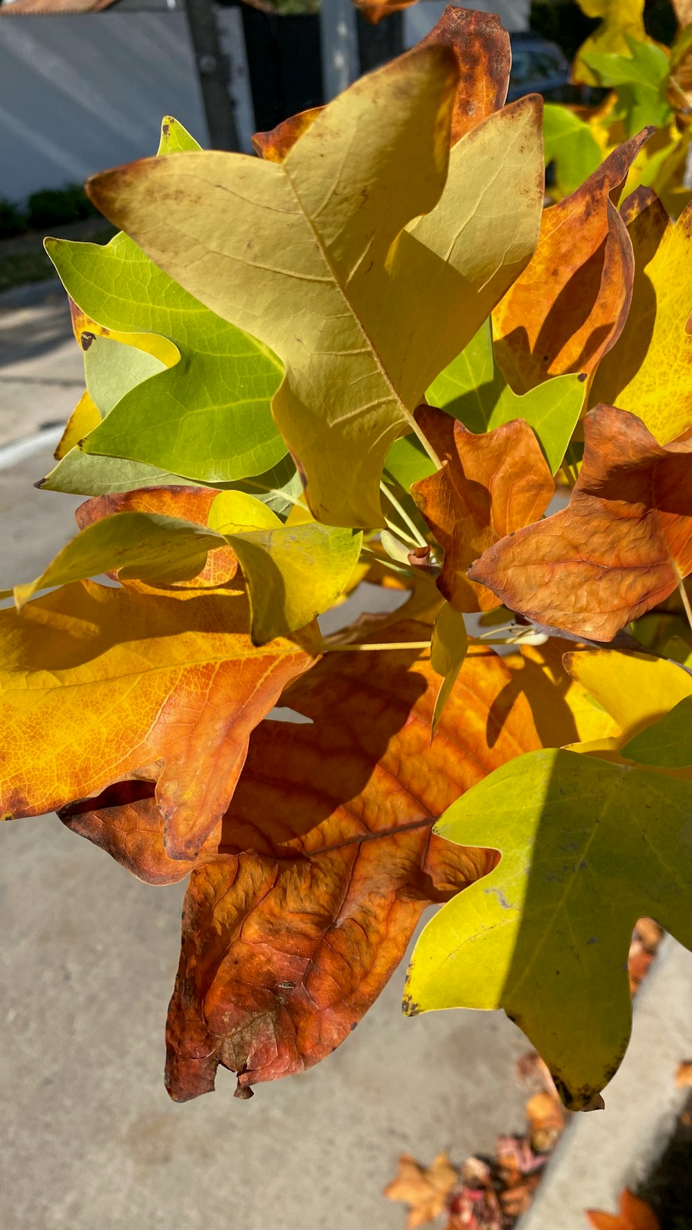 um close up de uma árvore com folhas