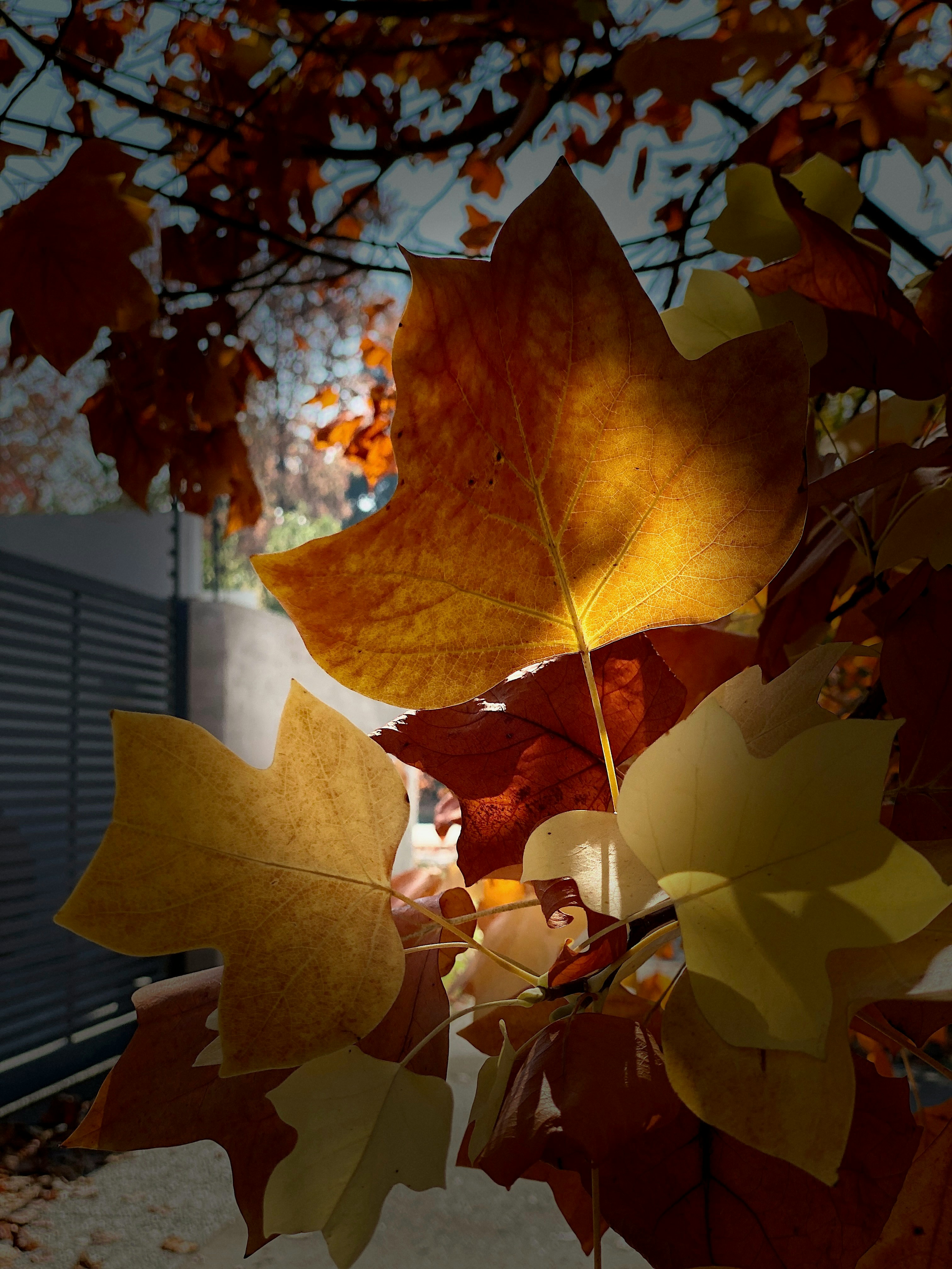 Day 3: Iwate Prefecture - Geibikei Gorge and Hiraizumi