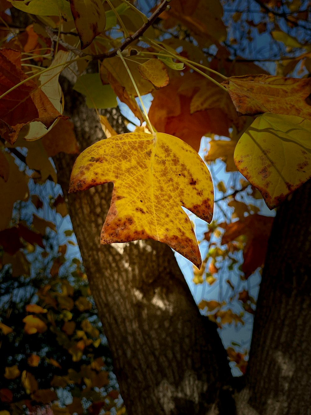 uma folha que está pendurada em uma árvore