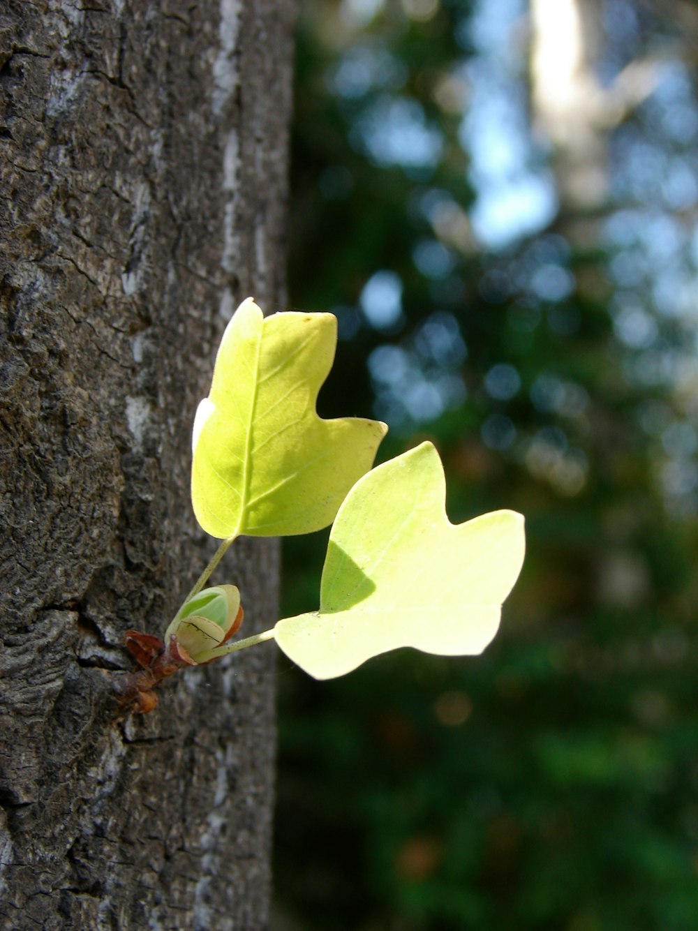 a single leaf on the side of a tree
