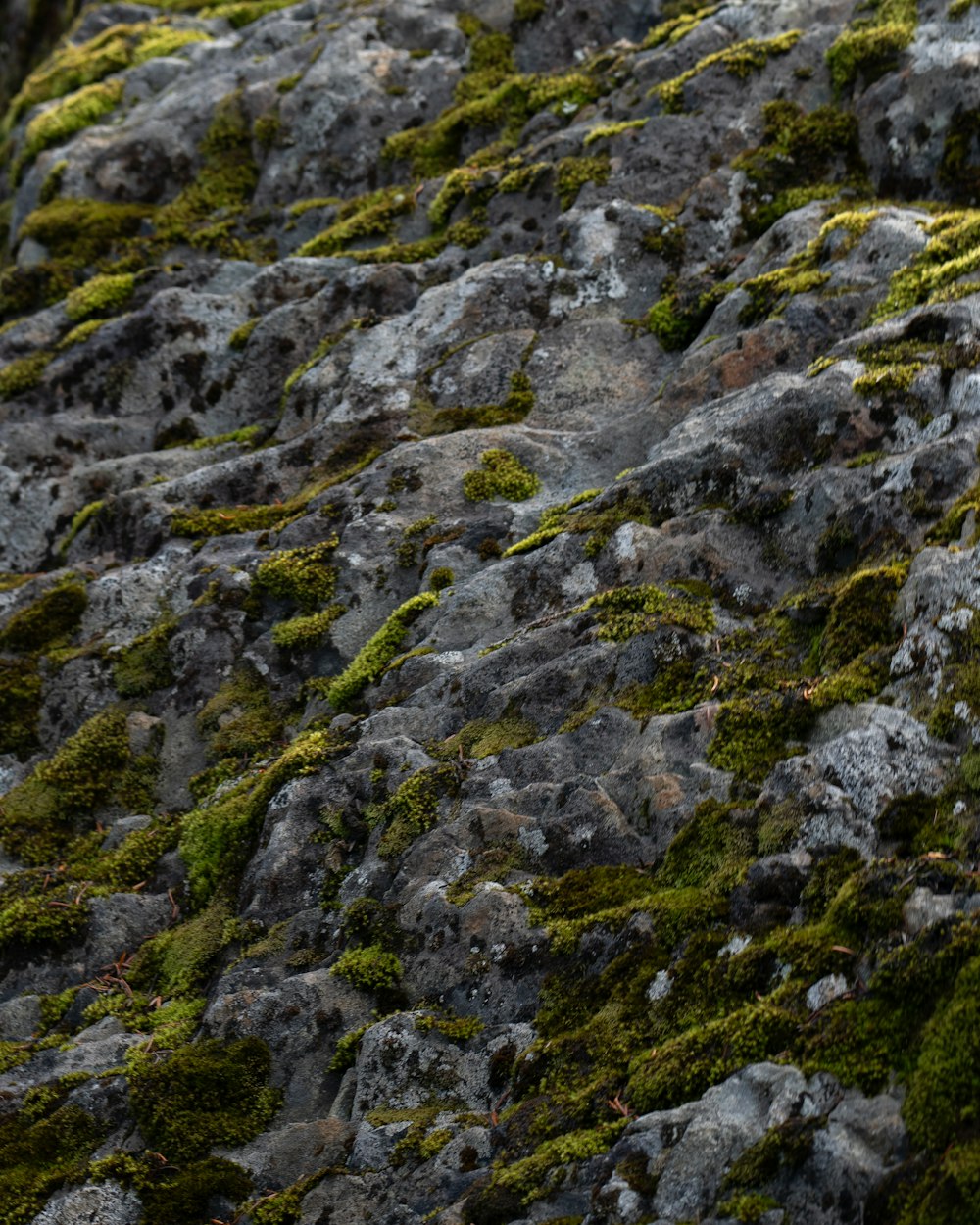 ein Vogel, der auf einem mit Moos bedeckten Felsen steht