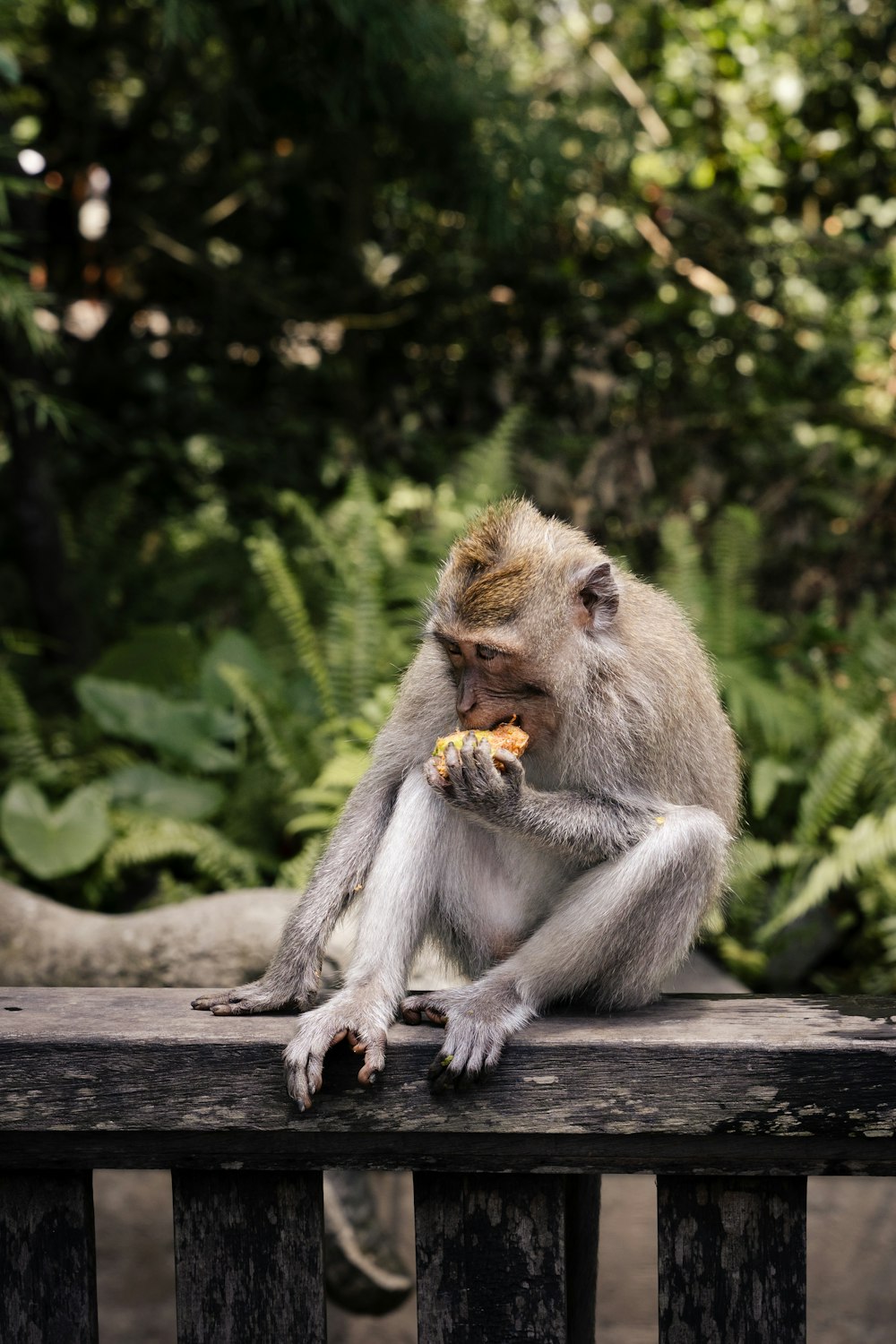 a monkey sitting on a wooden bench eating food