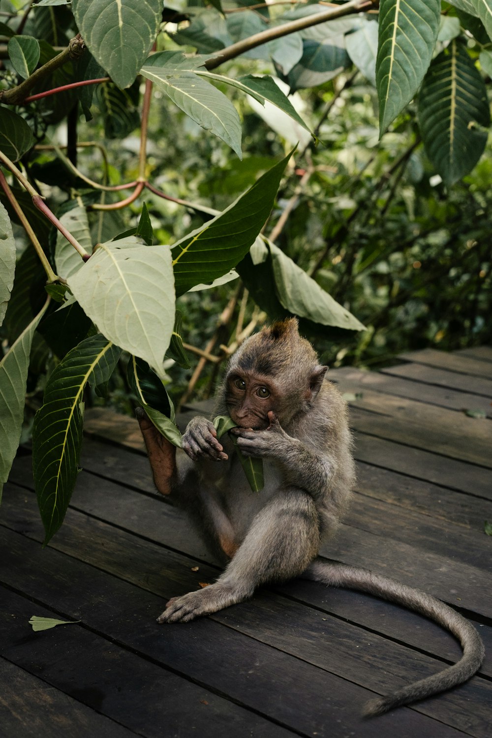 a monkey sitting on a wooden deck eating a leaf