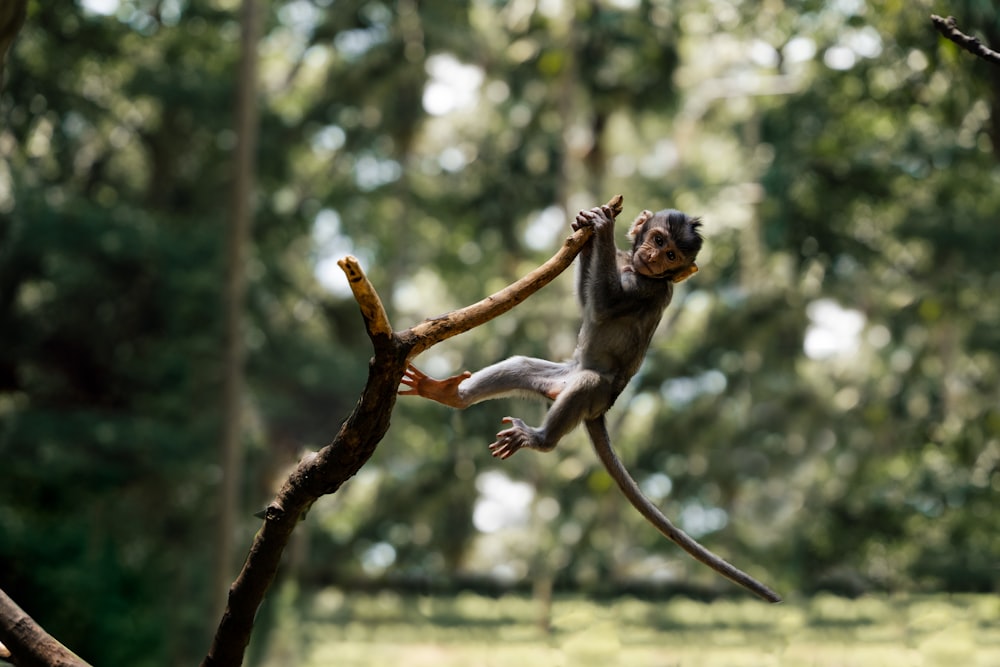 a monkey is climbing up a tree branch