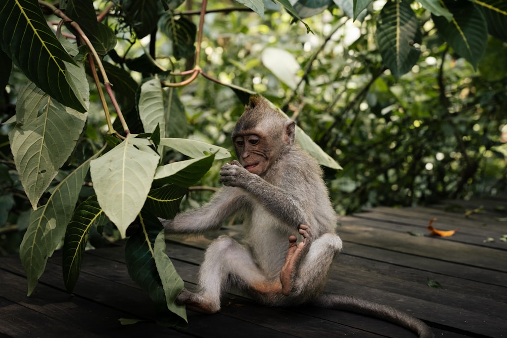 a small monkey sitting on a wooden deck