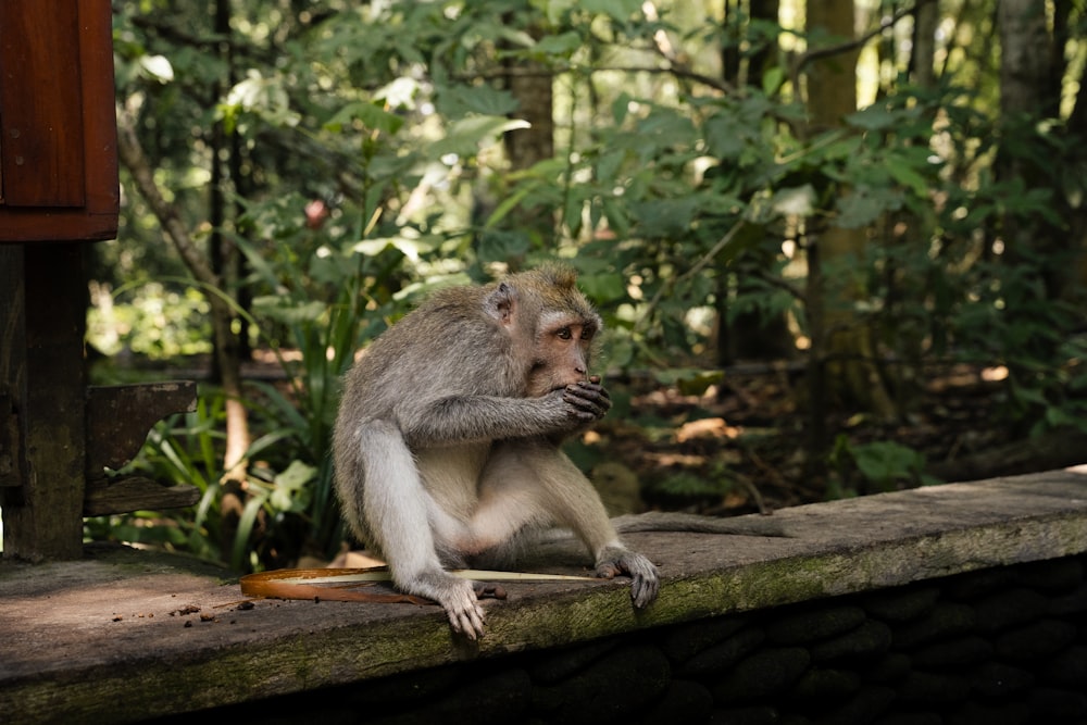 a monkey sitting on a ledge in a forest