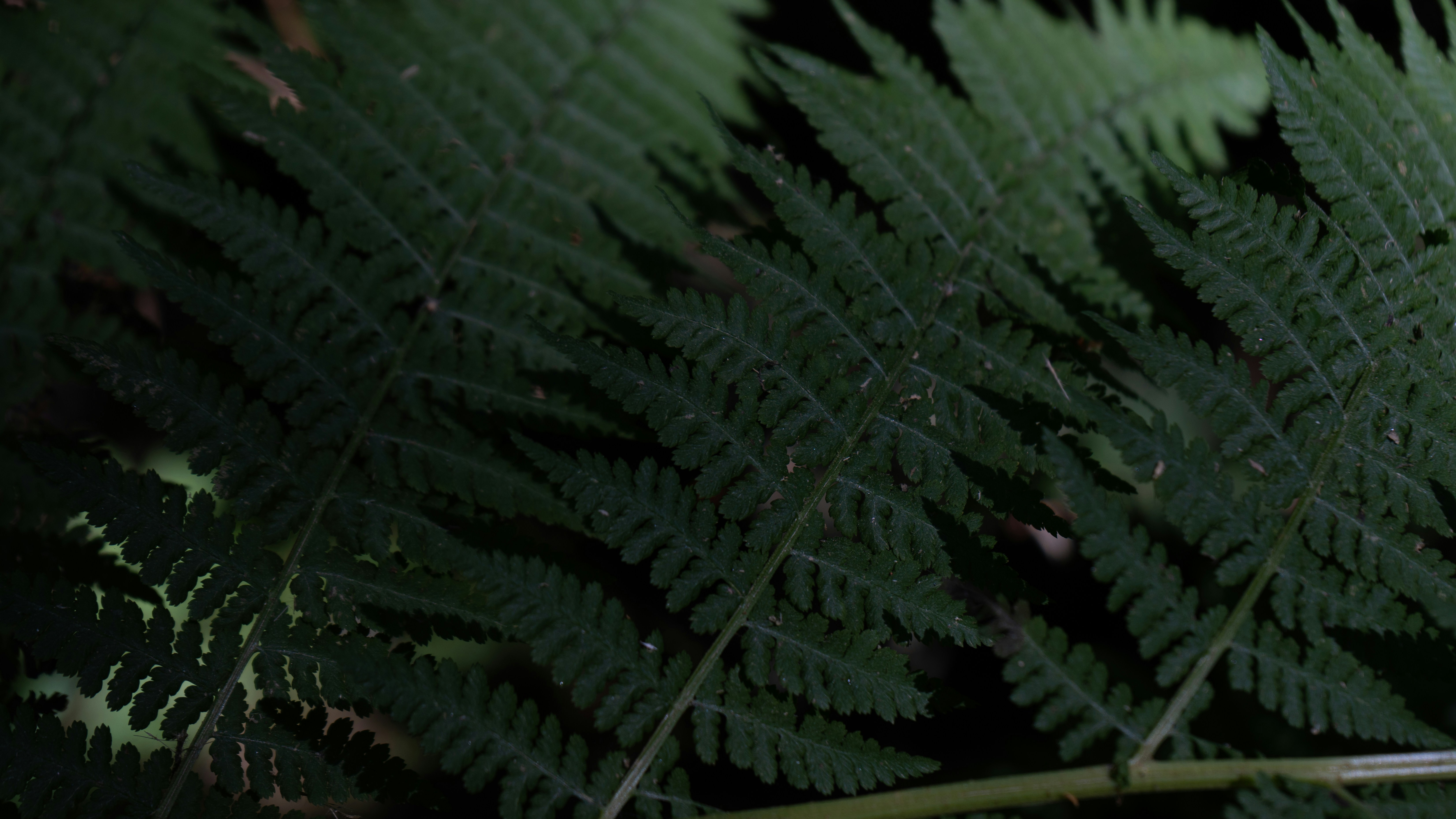um close up de uma planta verde com muitas folhas