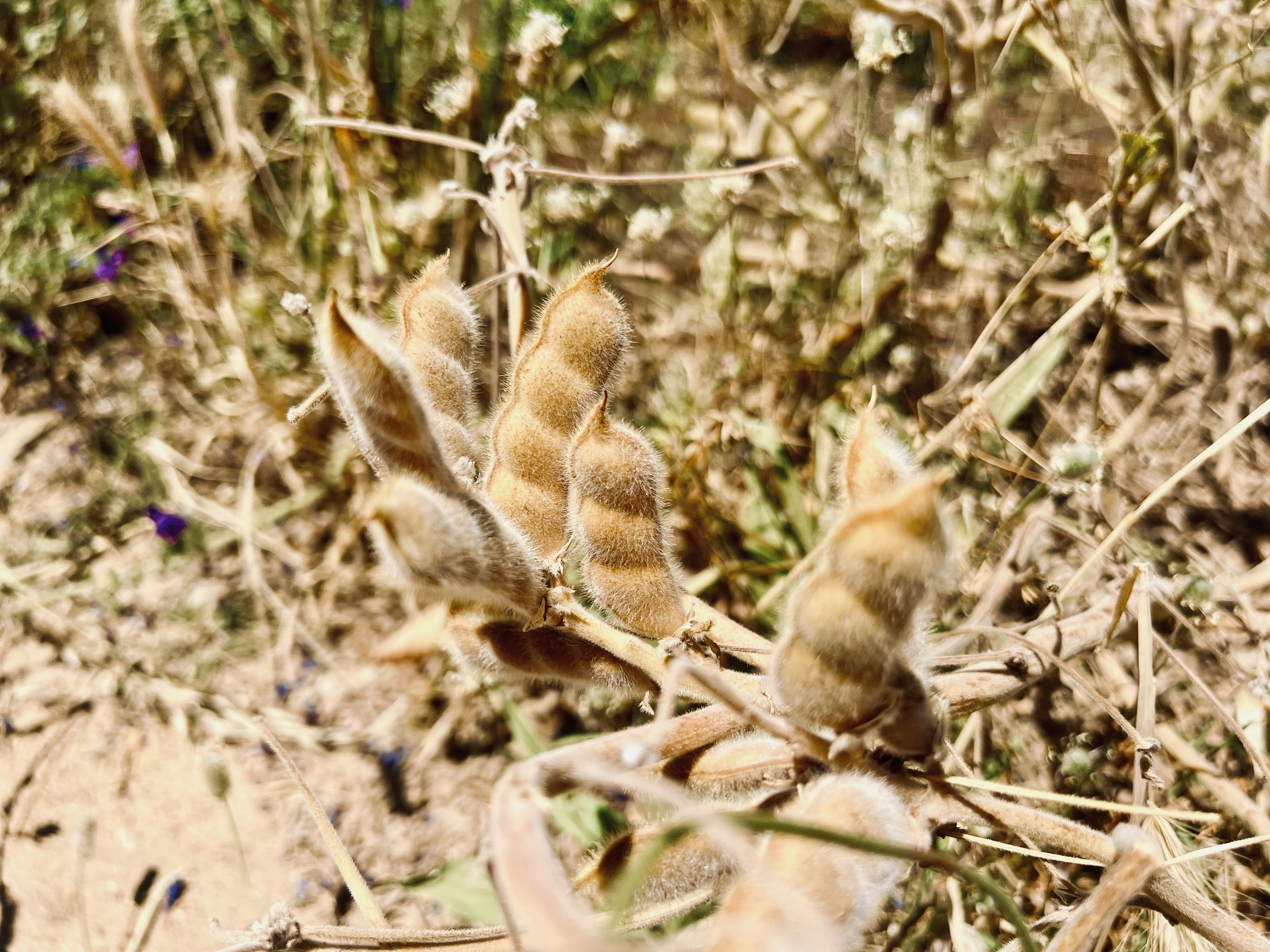 a close up of a plant in a field
