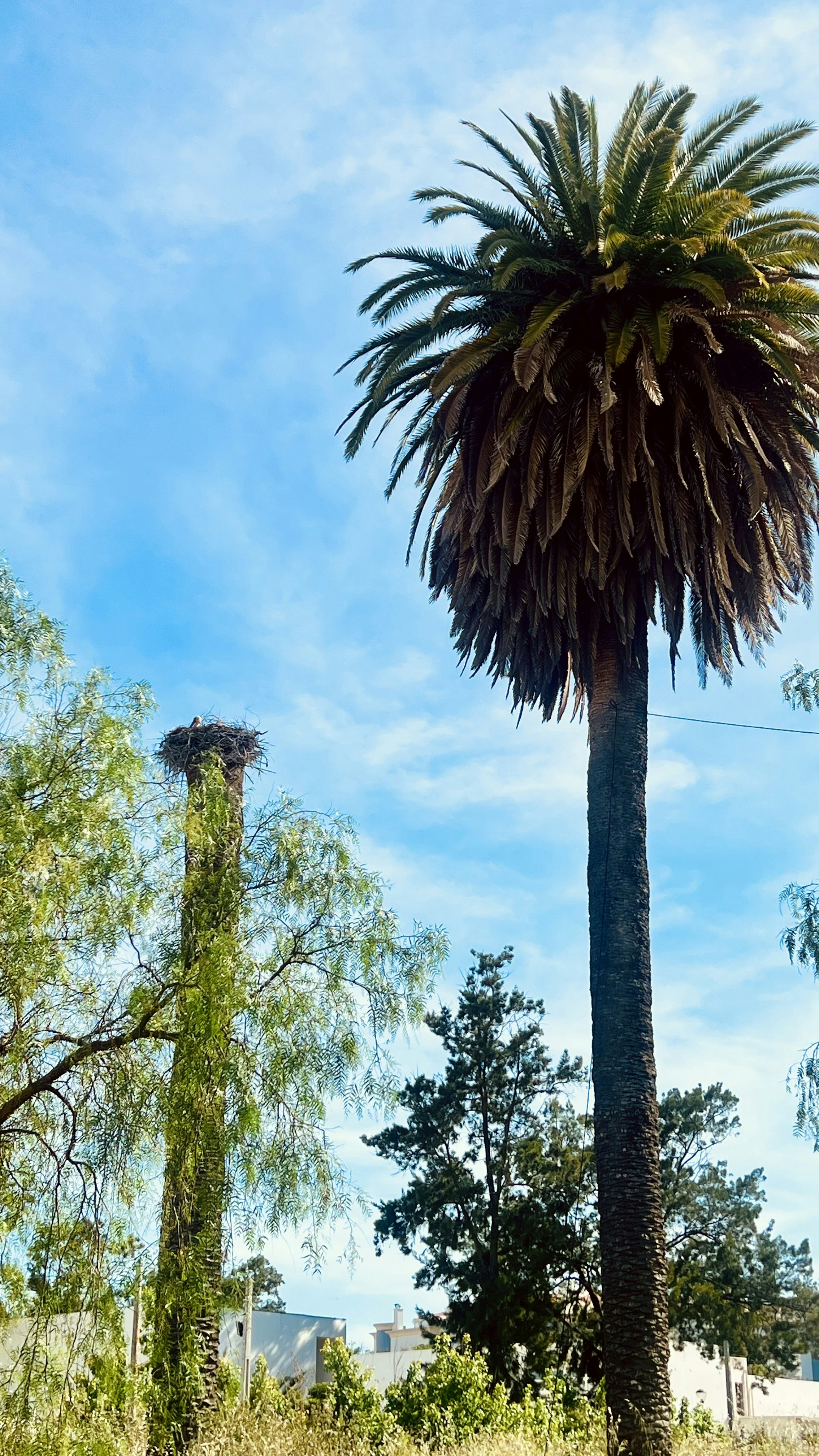 a tall palm tree sitting next to a lush green forest