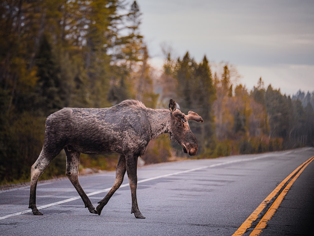 a moose crossing a road in the middle of a forest