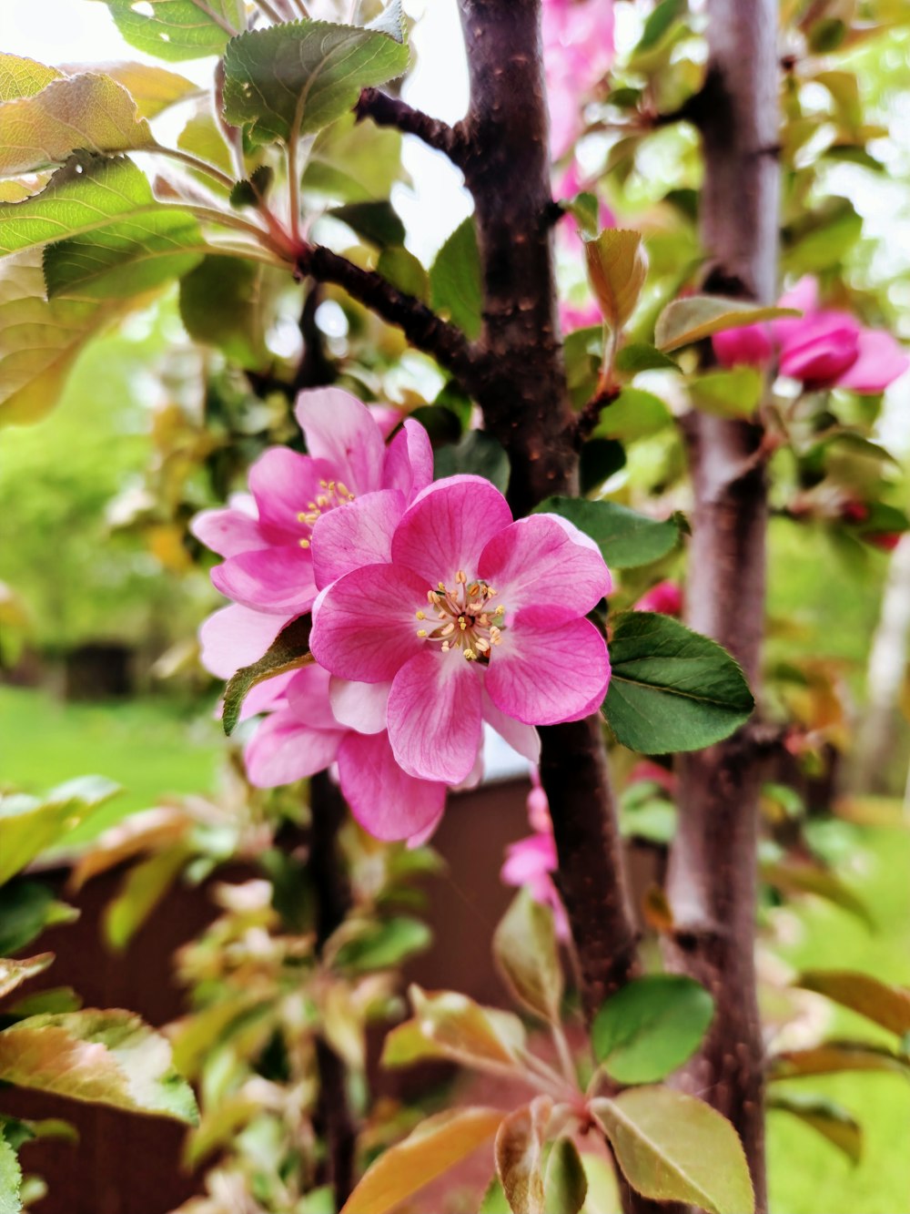 a pink flower is blooming on a tree