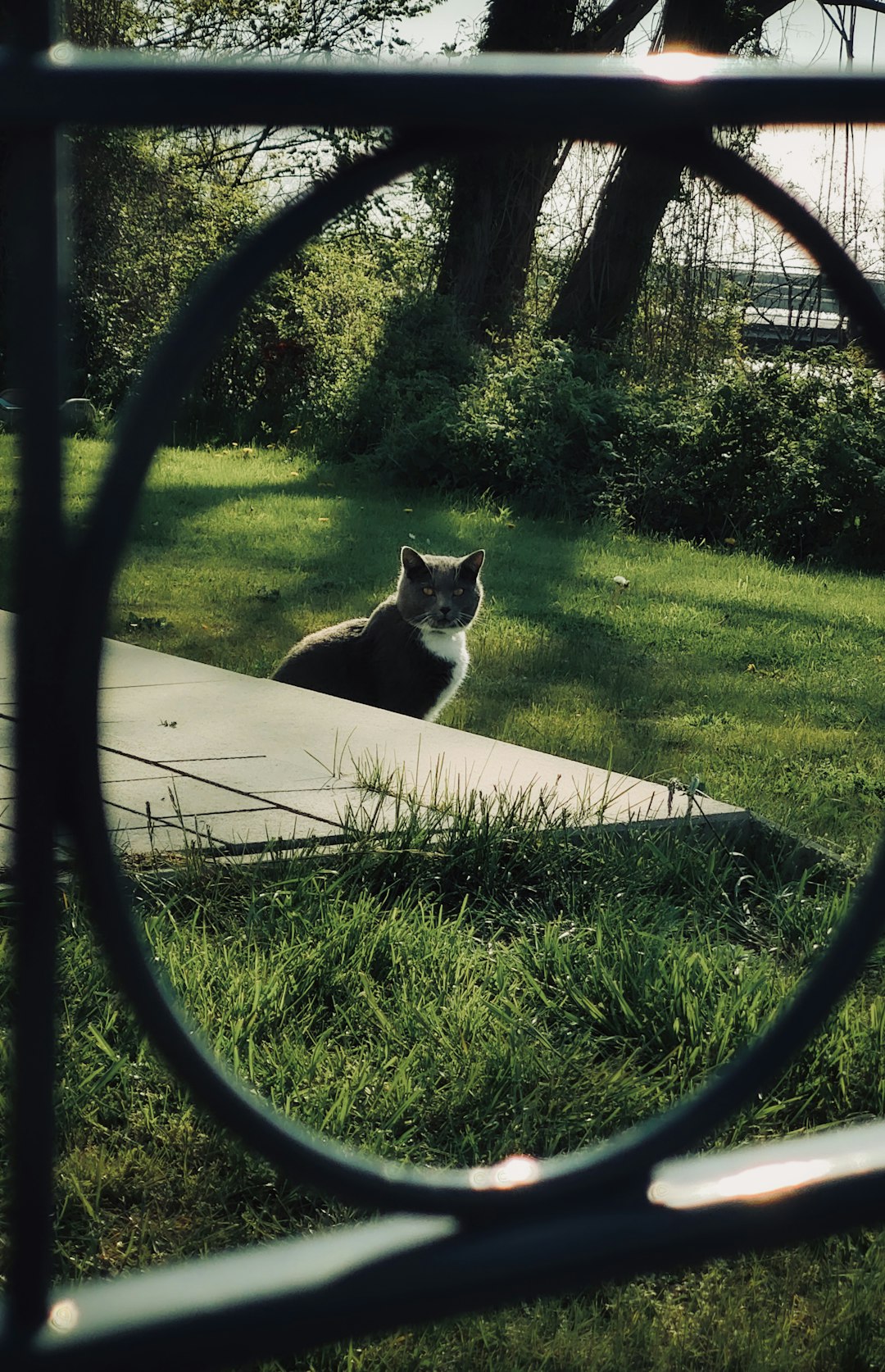 British Shorthair cat sitting on grassy patio.