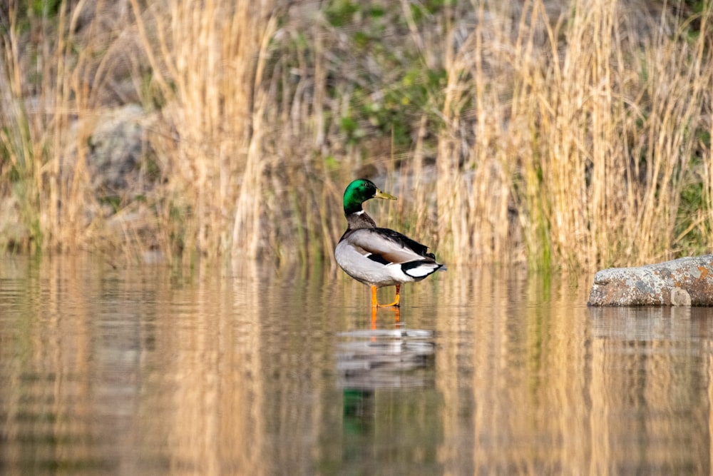 a duck standing in the middle of a body of water