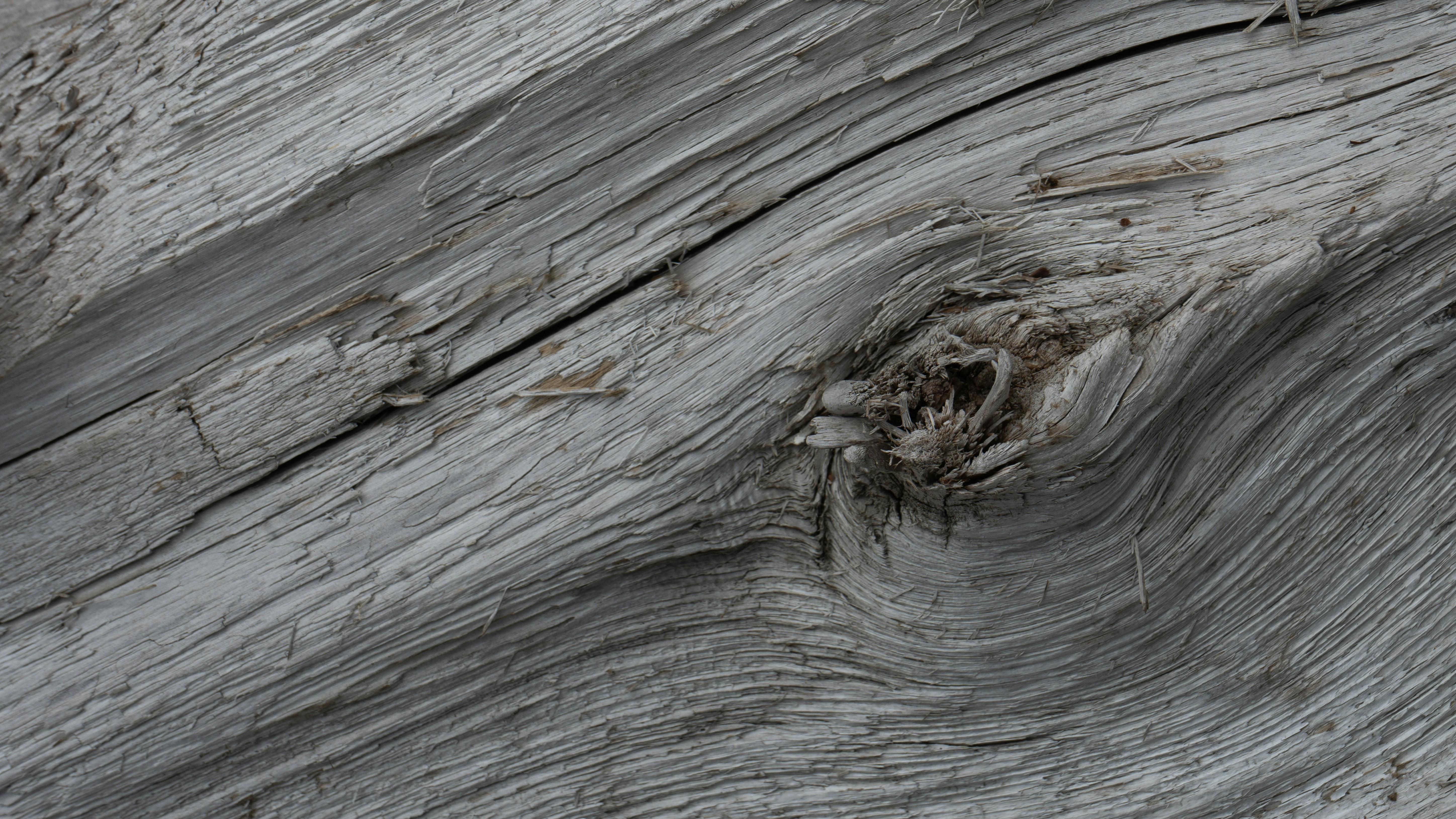 A close-up look at a tree's bark