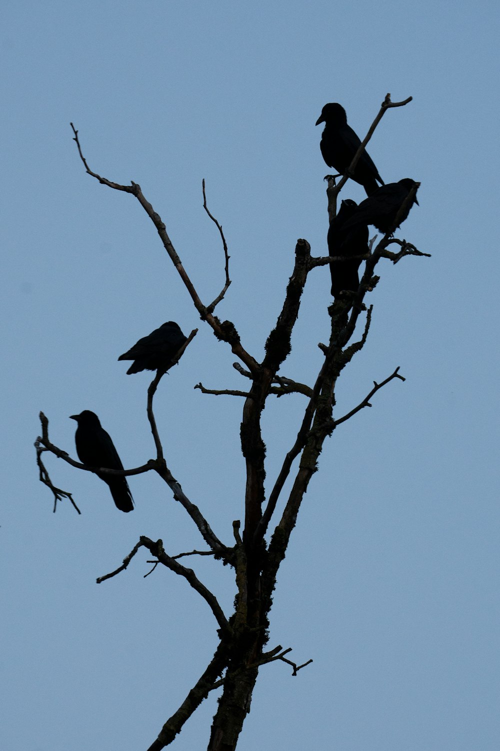 木の上に座る鳥の群れ
