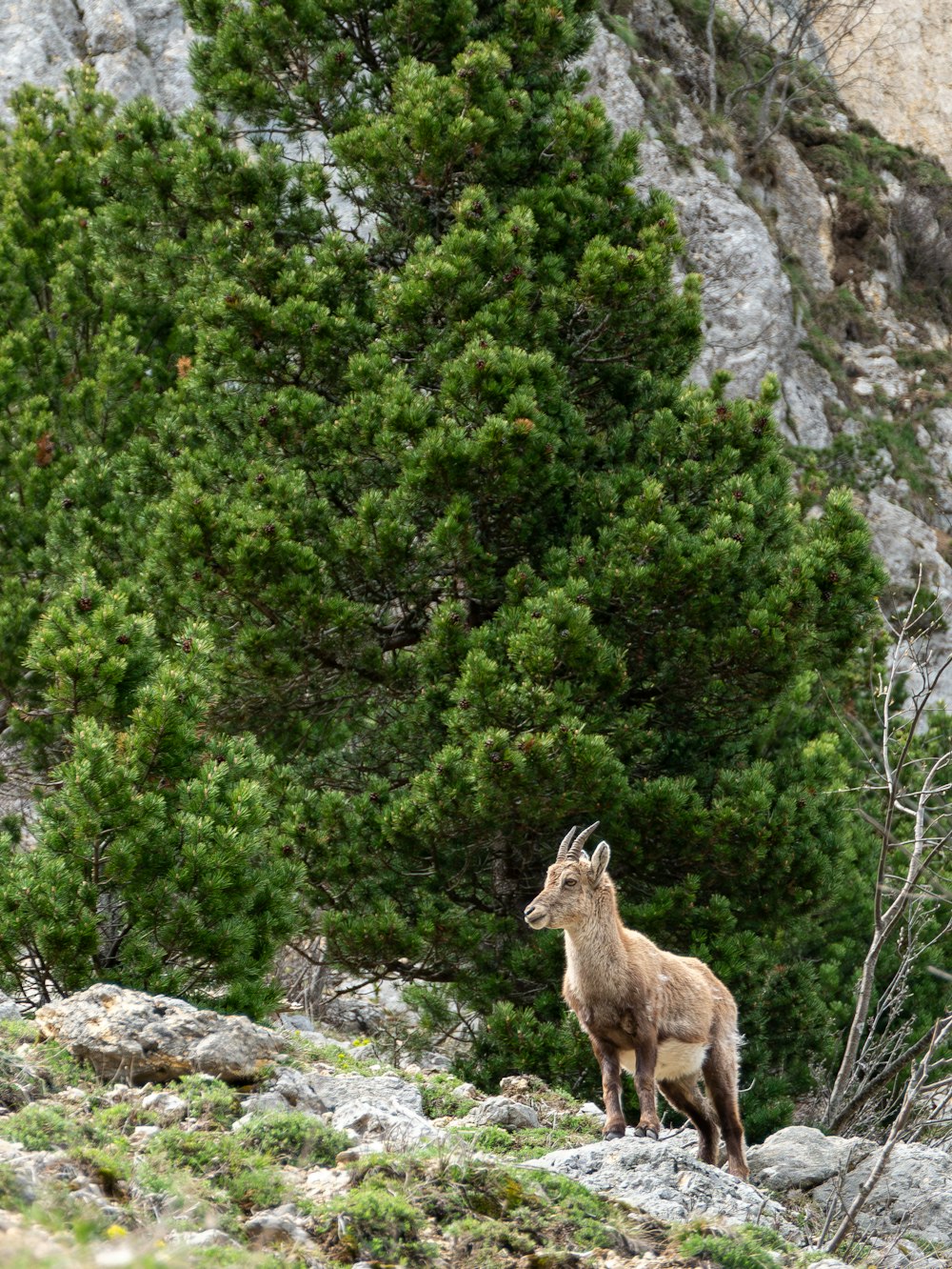 una cabra montés de pie en la cima de una ladera rocosa