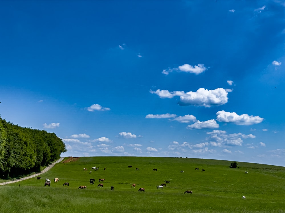 a herd of cattle grazing on a lush green field