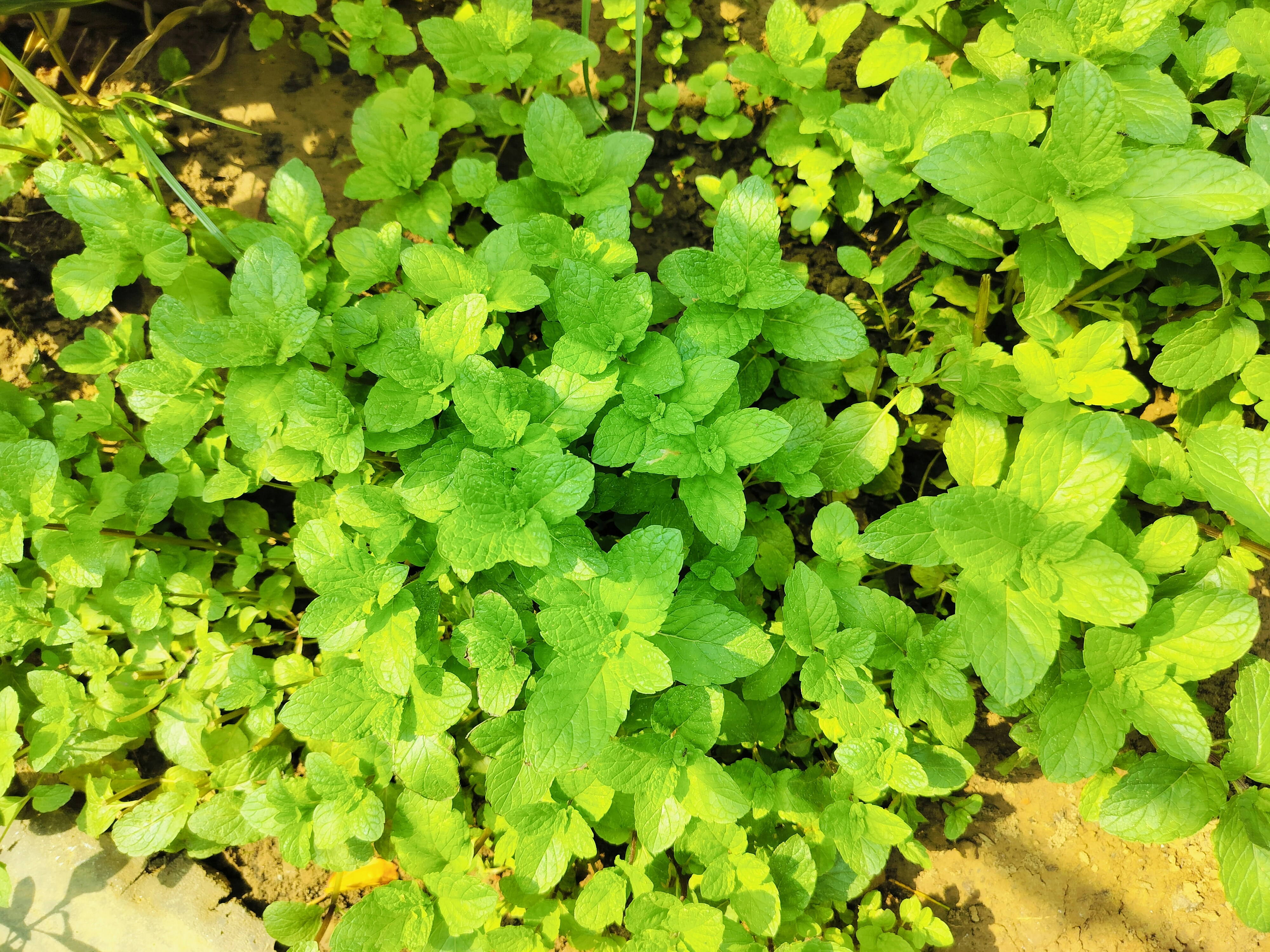 Das Kraut des ewigen Lebens: 12 wissenschaftlich fundierte Wirkungen von Jiaogulan