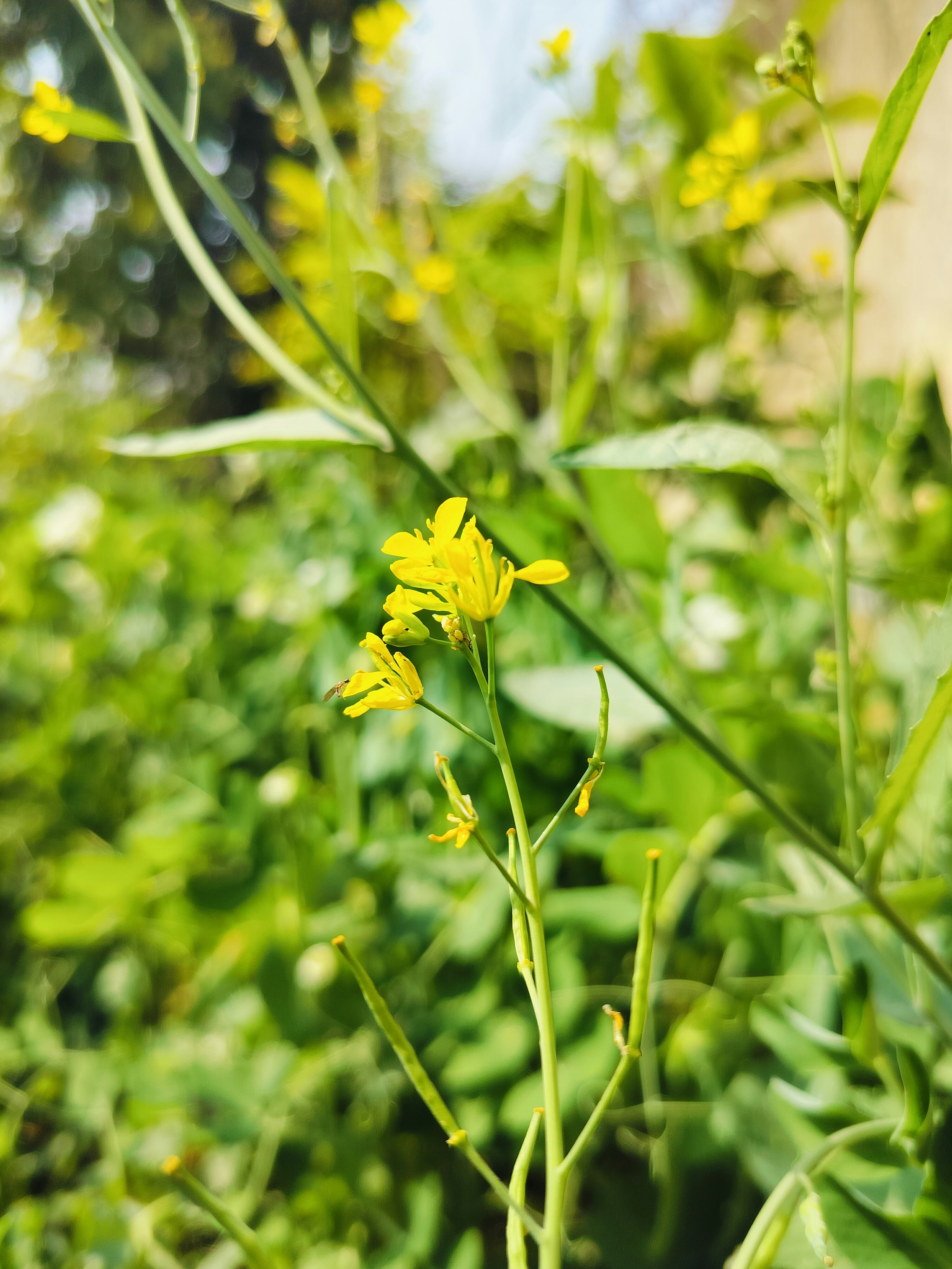 Nahaufnahme einer Pflanze mit gelben Blüten