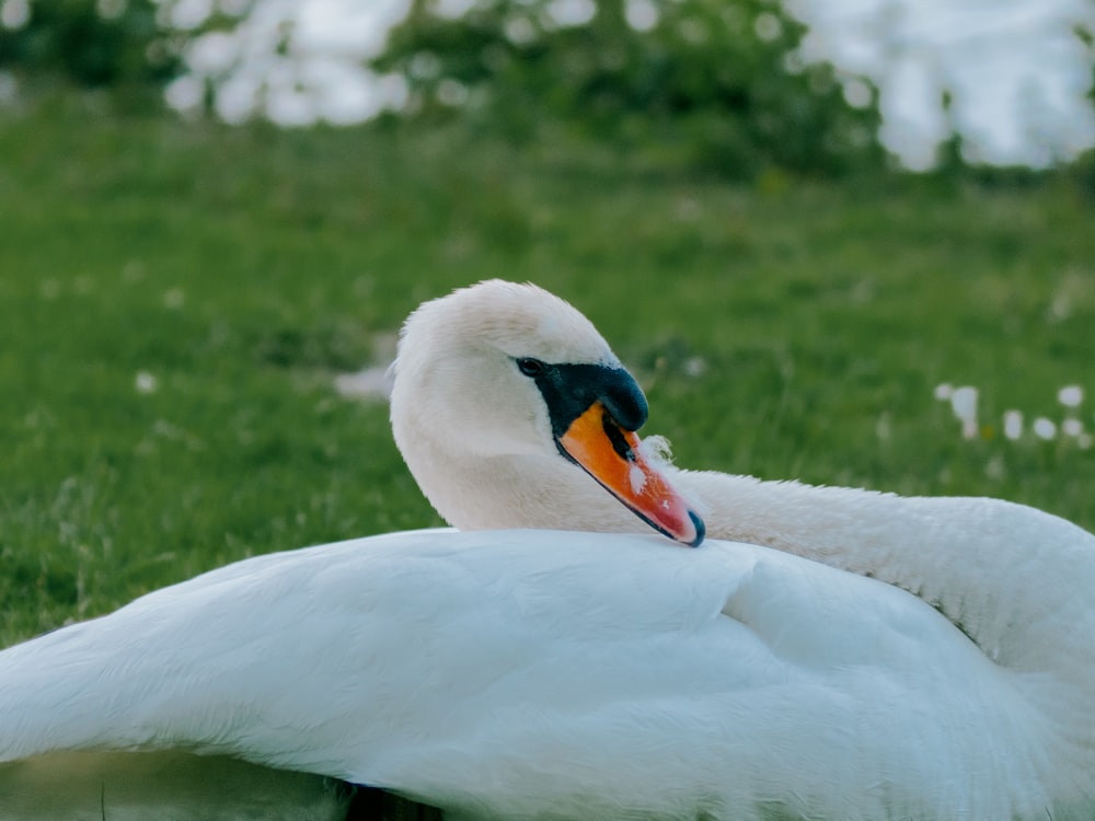 a large white swan sitting on top of a lush green field