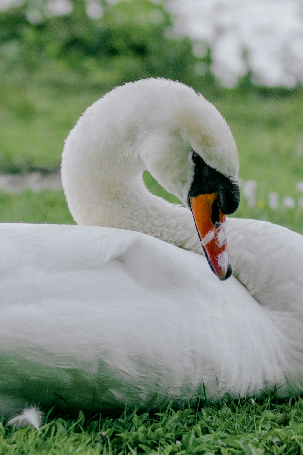 a large white swan laying on top of a lush green field