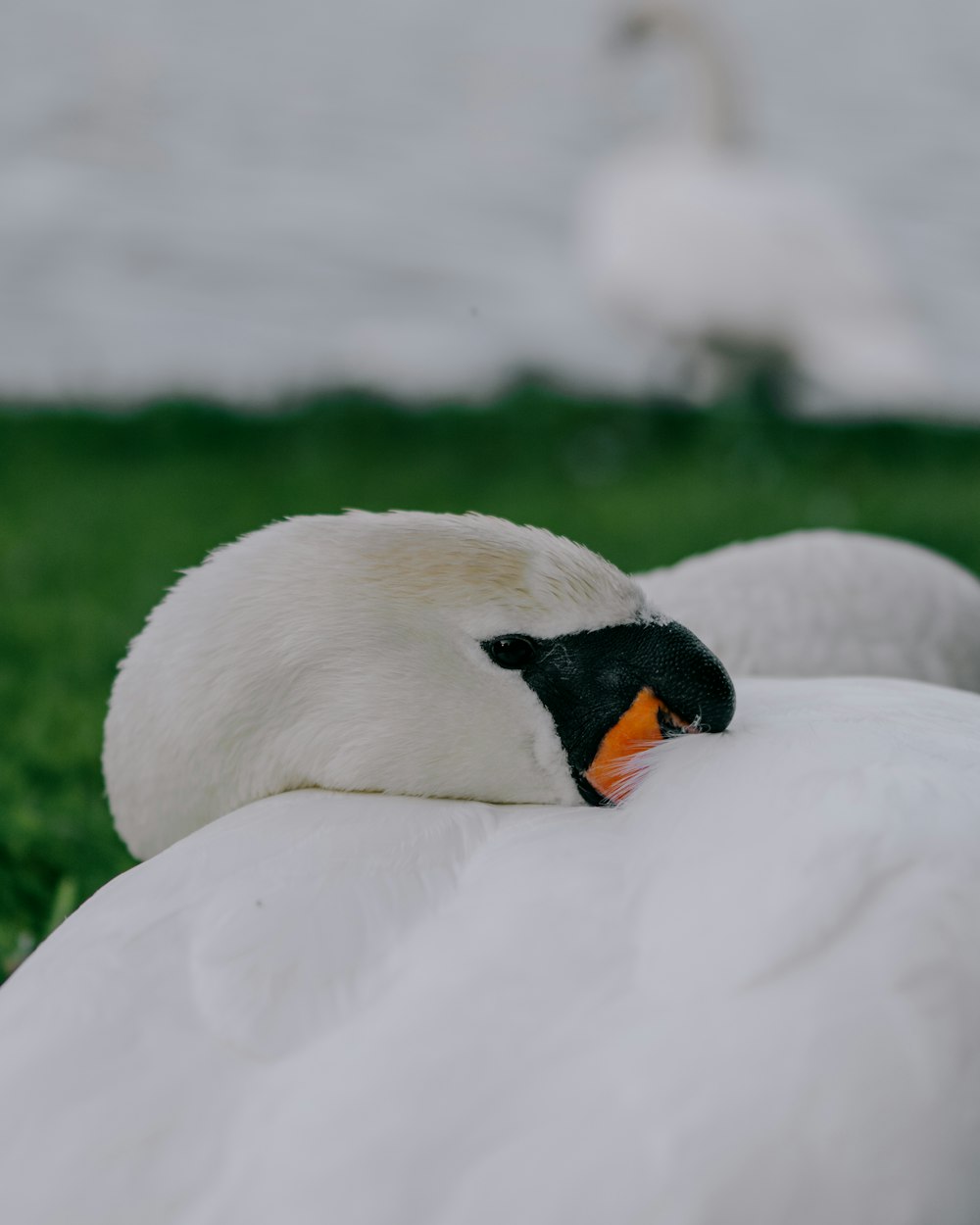 a close up of a swan laying on the ground