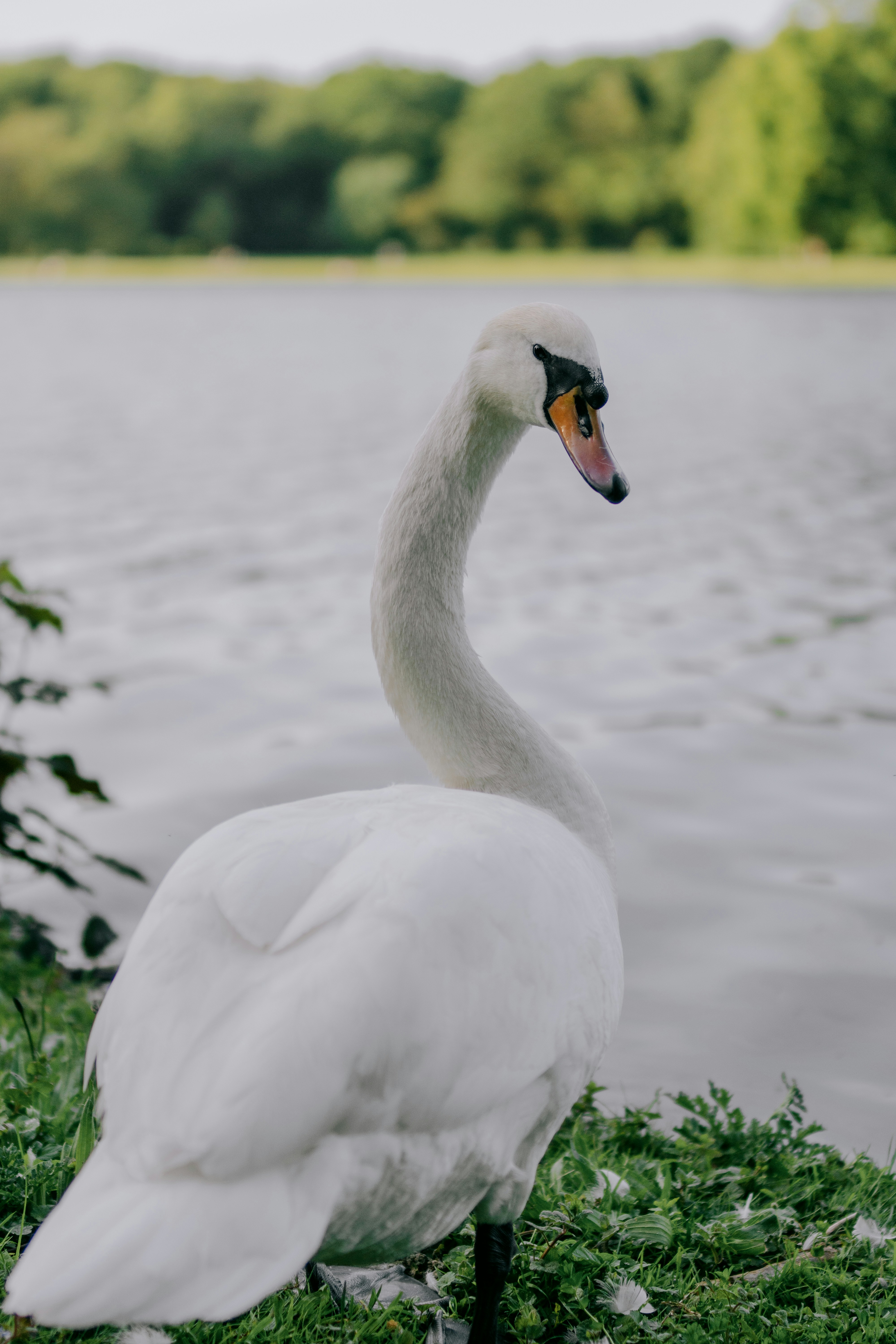 a white swan standing on top of a lush green field