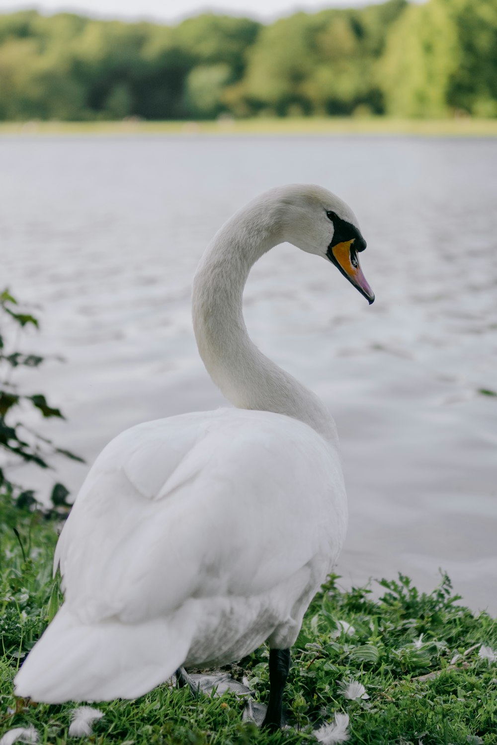 a white swan standing on top of a lush green field