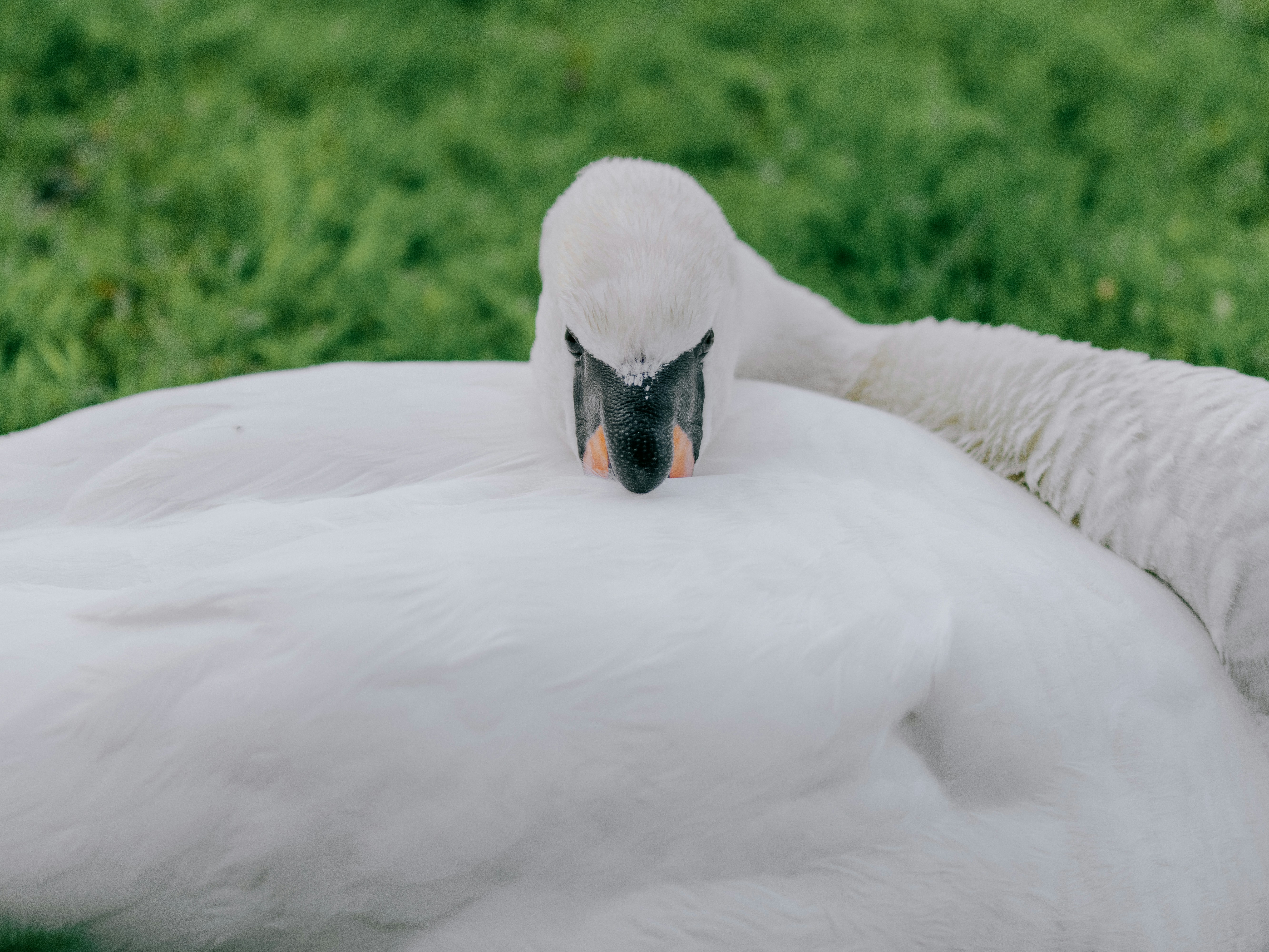 a close up of a white swan laying on the ground