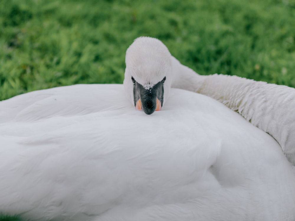 a close up of a white swan laying on the ground