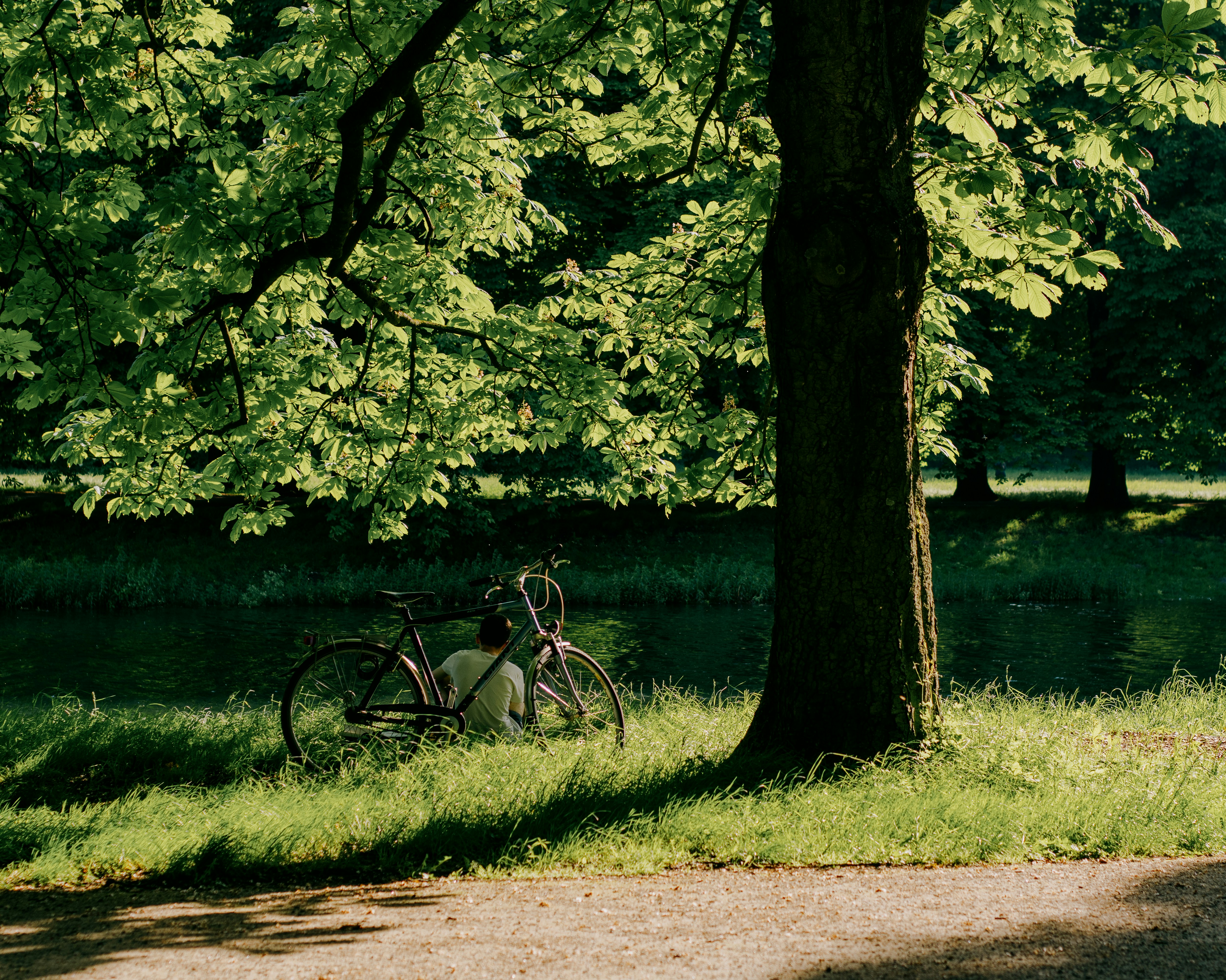 a bike parked next to a tree in a park