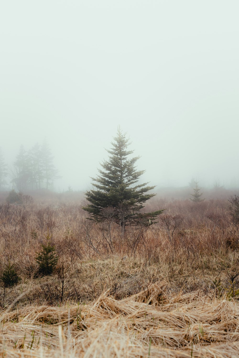 a foggy field with a lone pine tree in the foreground