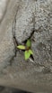 a small plant sprouting out of a crack in a cement wall