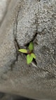a small plant sprouting out of a crack in a cement wall