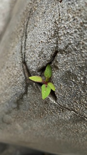 a small plant sprouting out of a crack in a cement wall