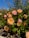 a bunch of pink and yellow flowers in a garden