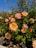 a bunch of pink and yellow flowers in a garden