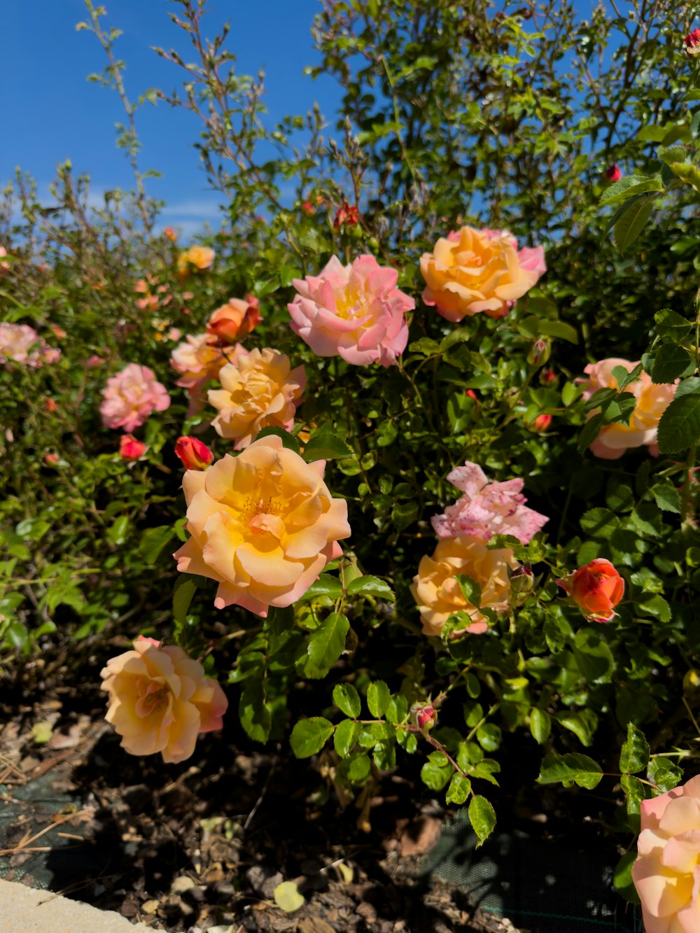 a bunch of pink and yellow flowers in a garden