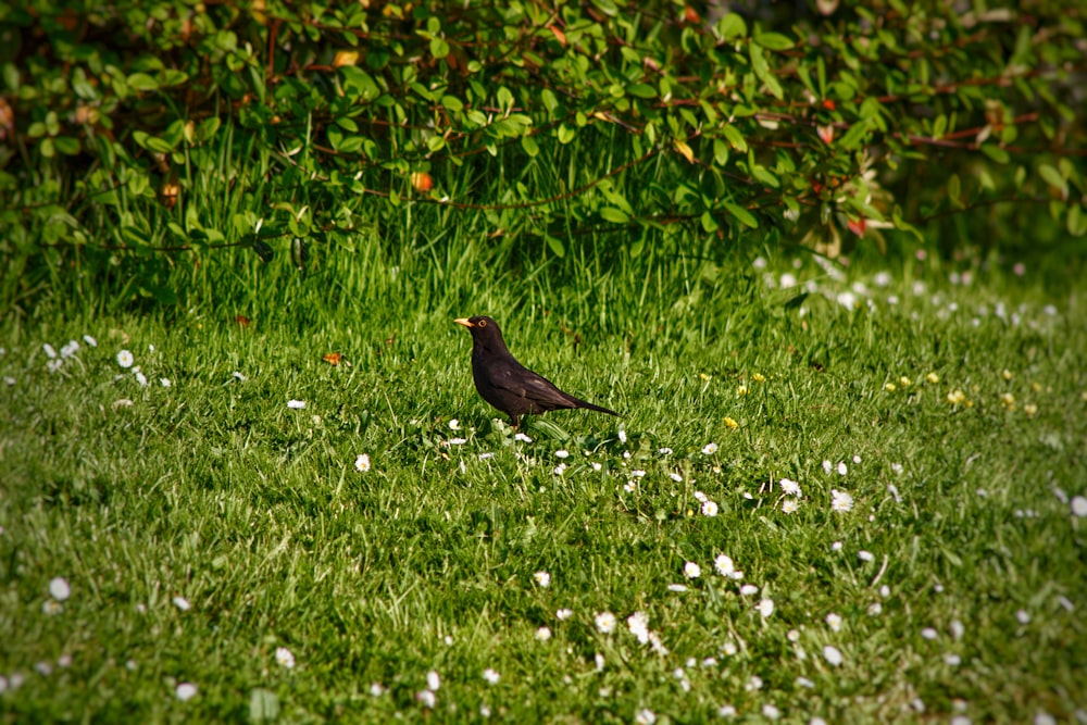 a bird standing in the grass near a bush