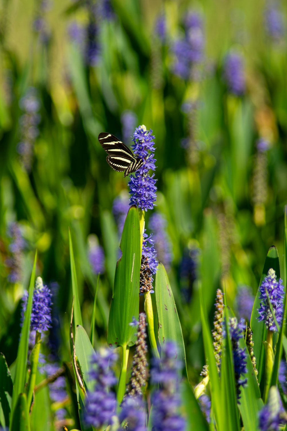 a butterfly sitting on a purple flower in a field