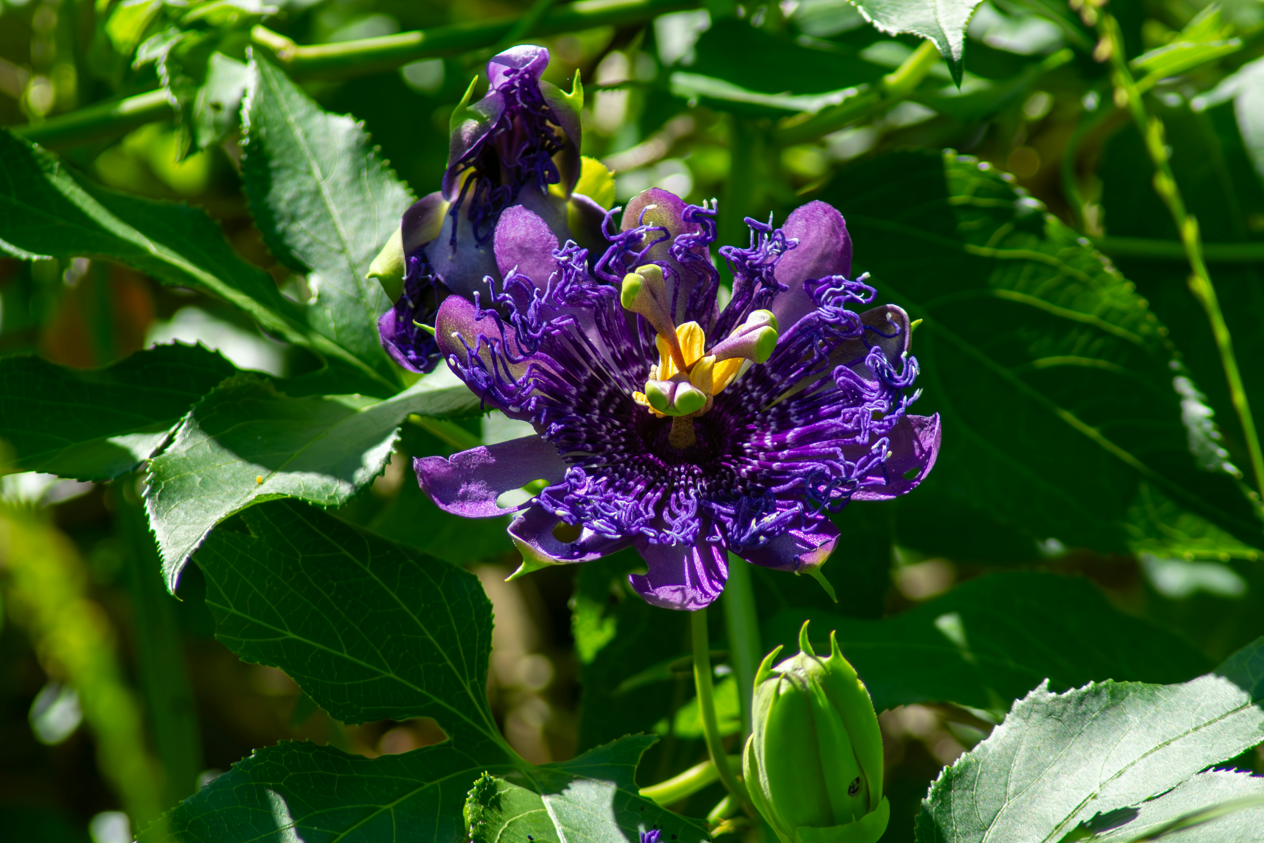 a purple flower with green leaves in the background