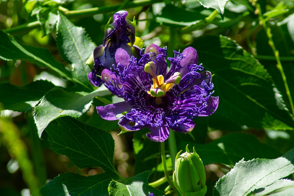 a purple flower with green leaves in the background