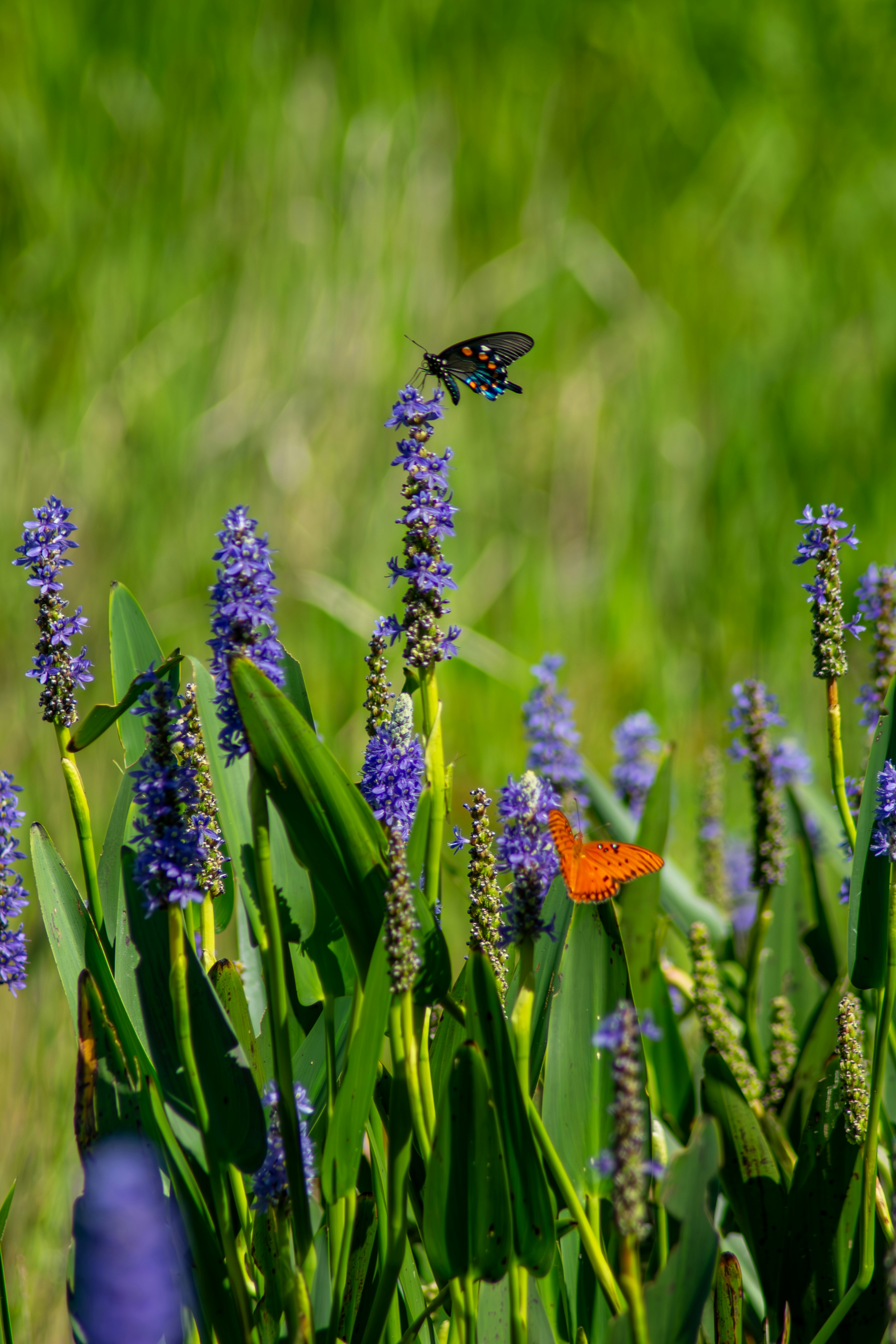 a butterfly flying over a field of purple flowers