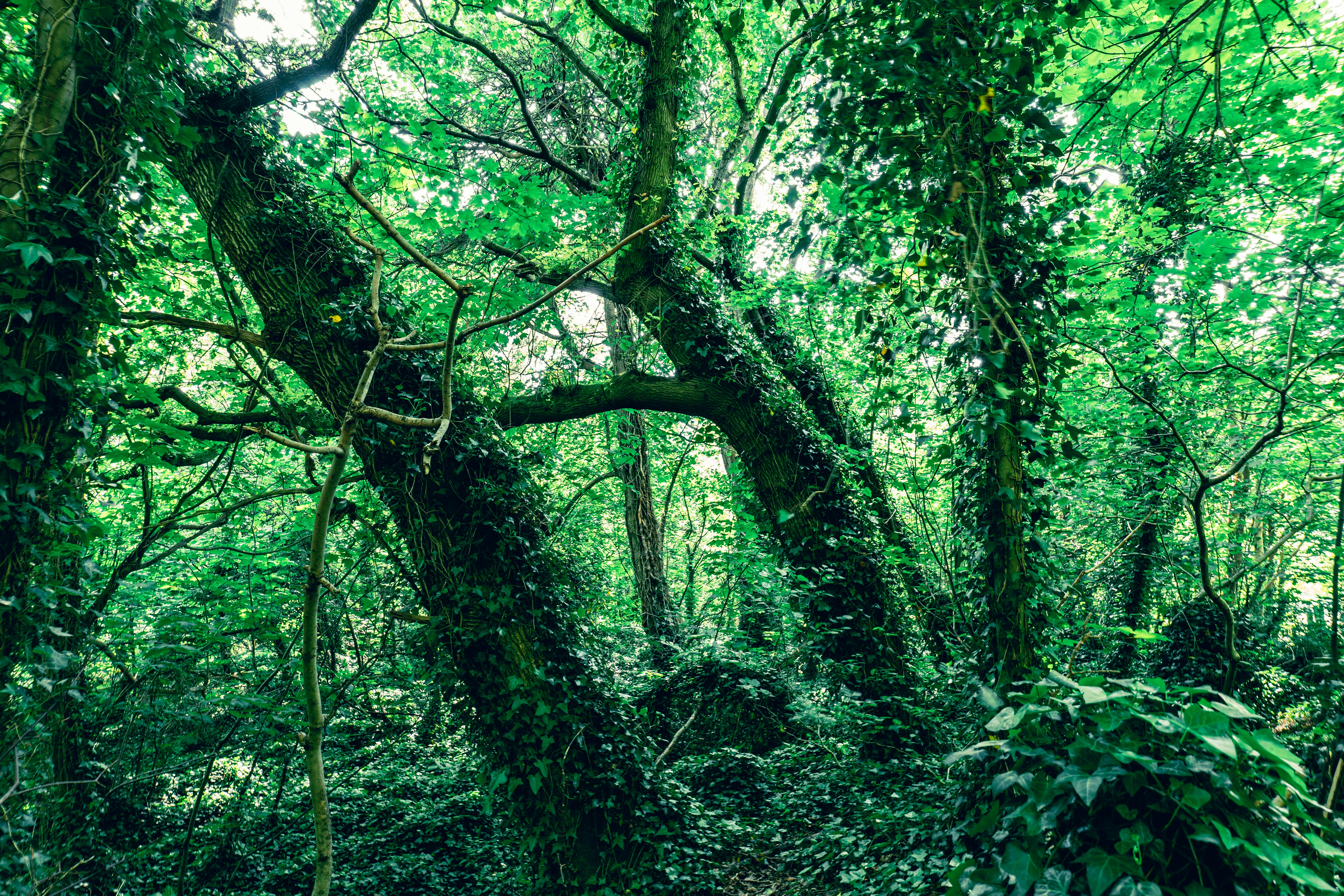 Bugün öğrendim ki: İngiliz sömürgeciliğinin...
