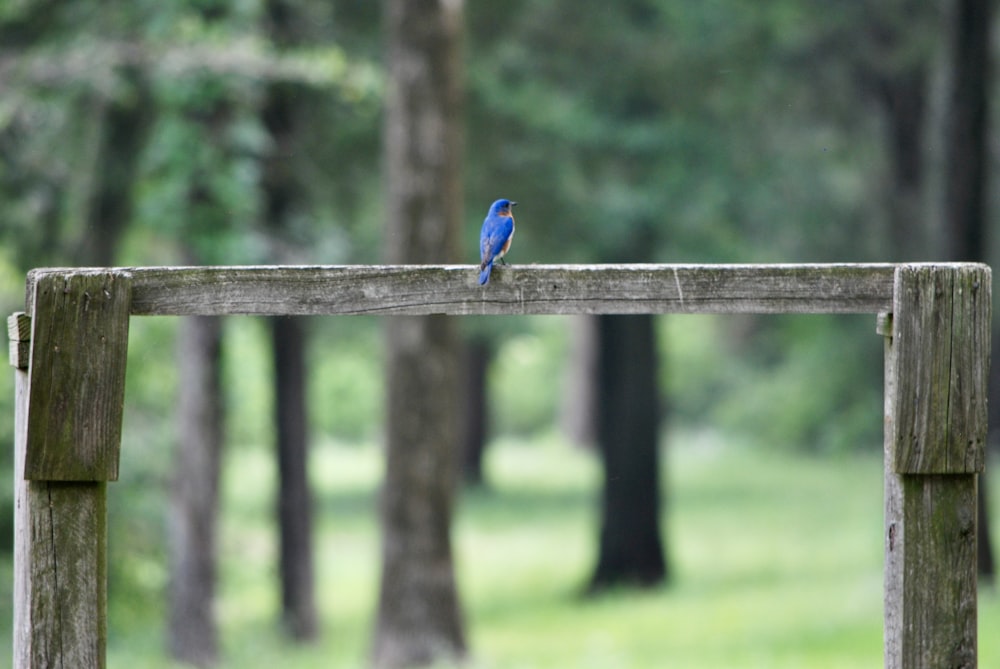 a small blue bird sitting on a wooden fence